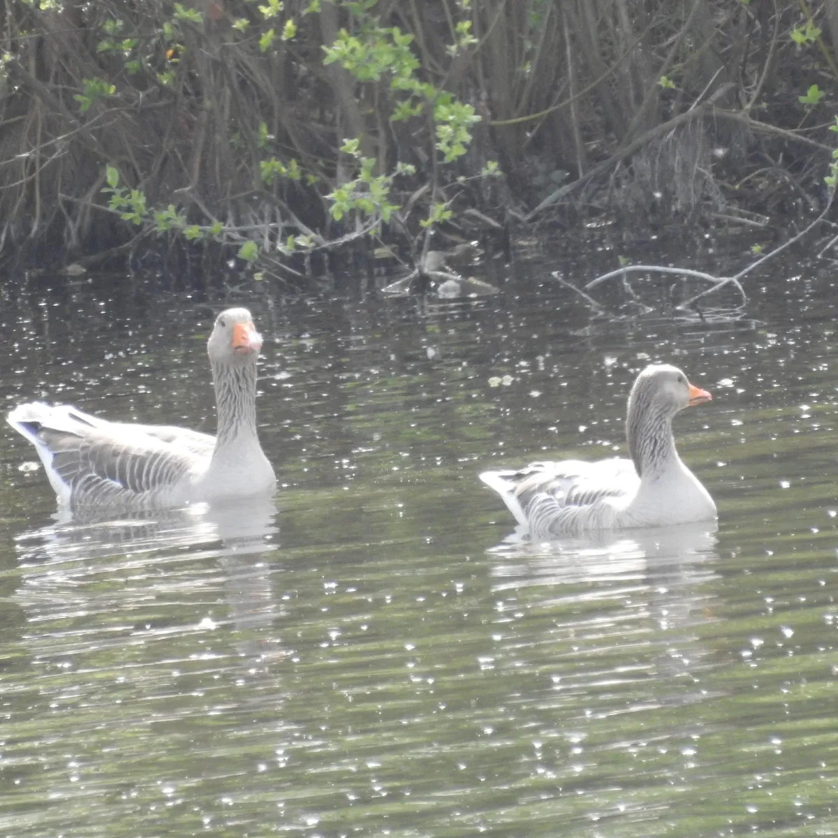 Gespotte Grauwe gans