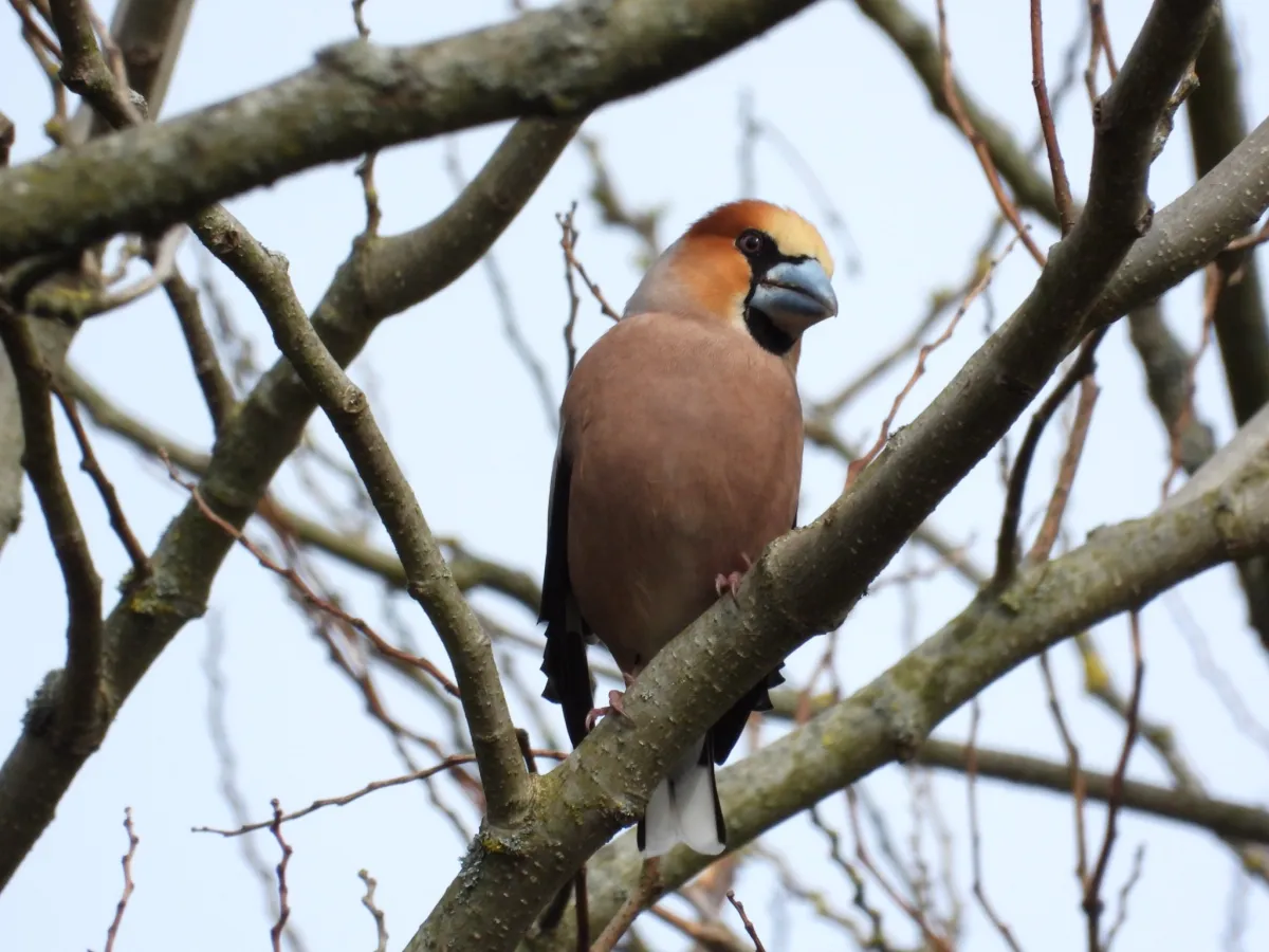 Gespotte Appelvink