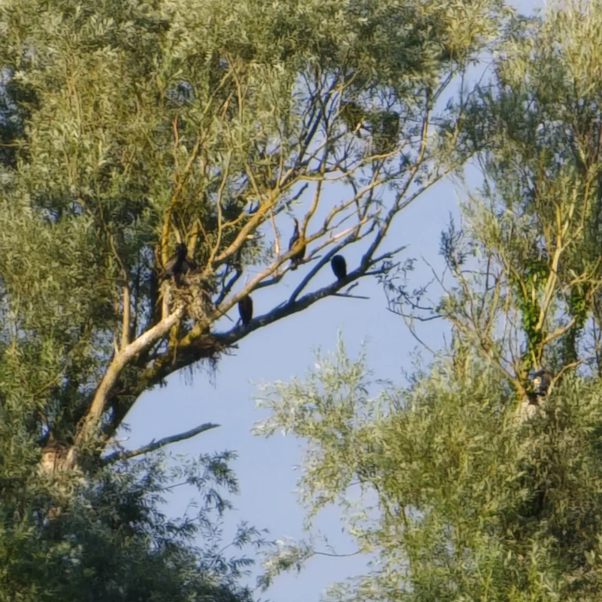 Waargenomen Aalscholver