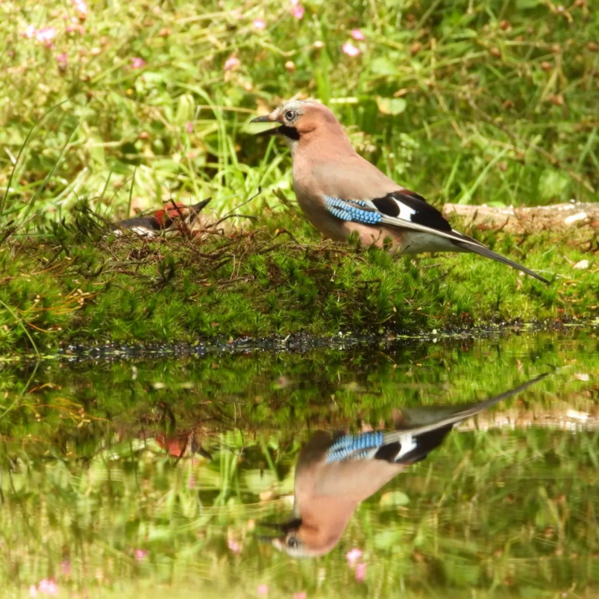 Spotted Eurasian Jay