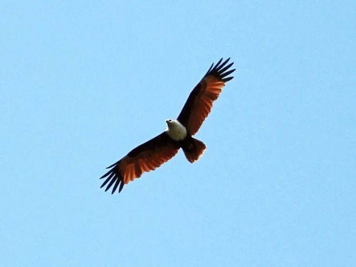 Gespotte Brahmaanse wouw