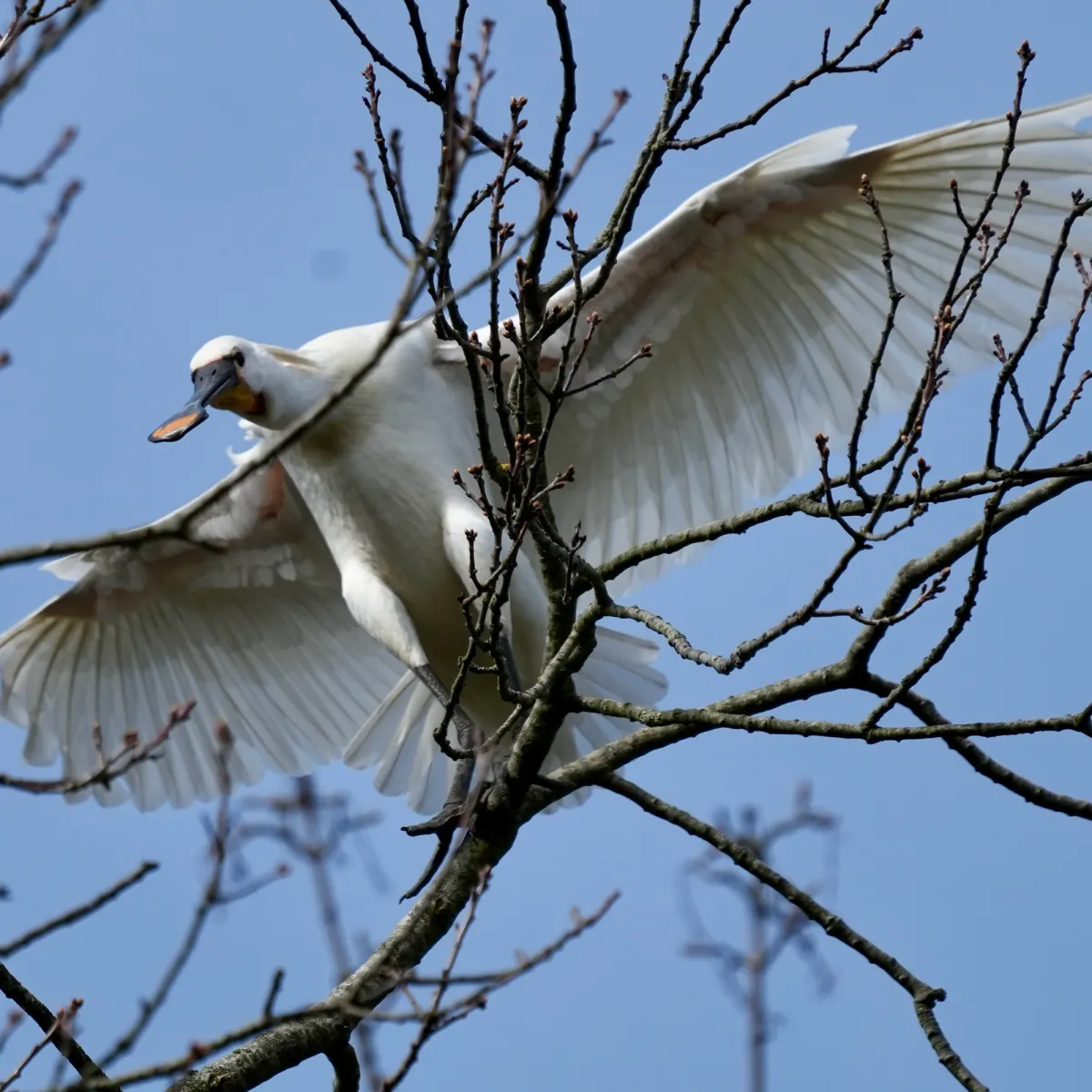 Spotted Eurasian Spoonbill