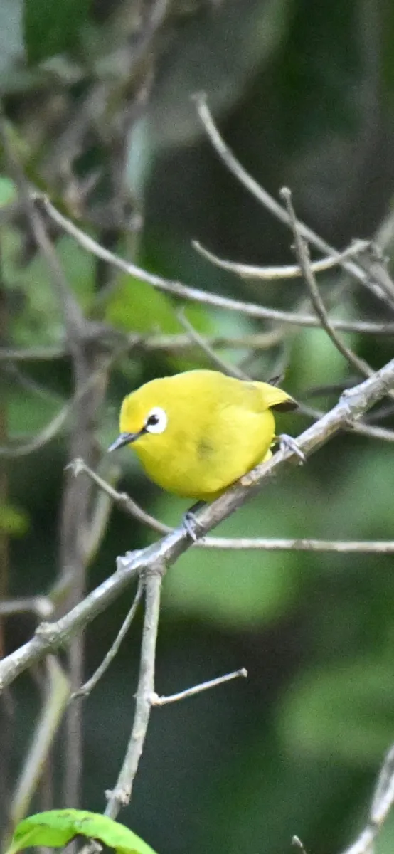 Waargenomen Groene brilvogel