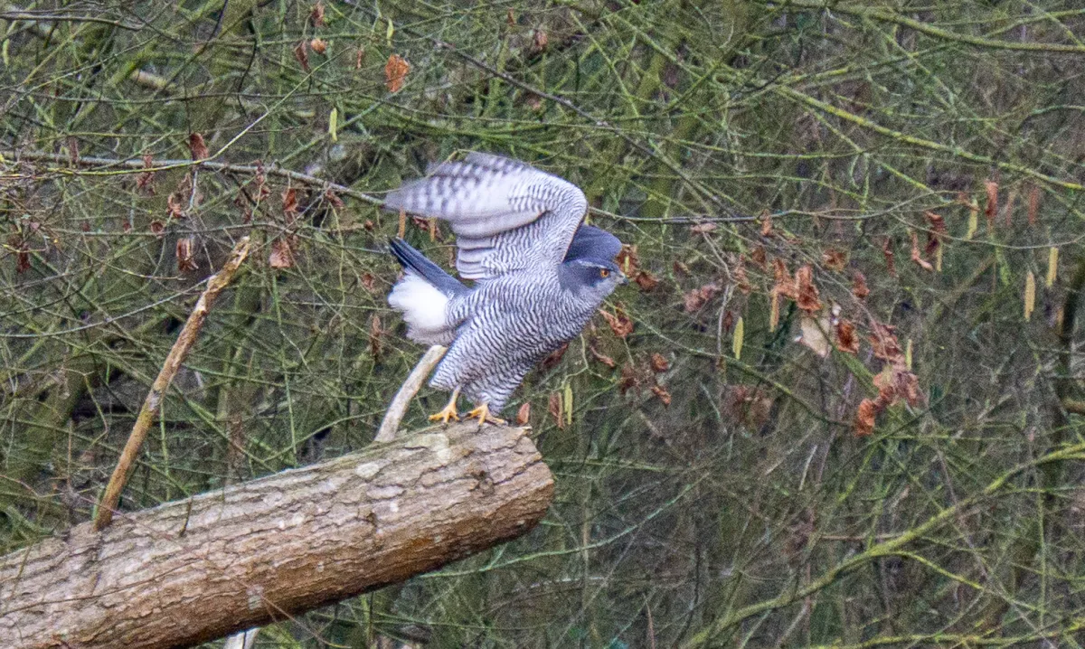 Spotted Eurasian Goshawk