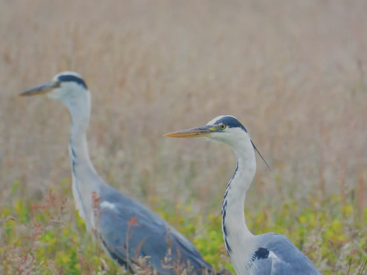Spotted Gray Heron
