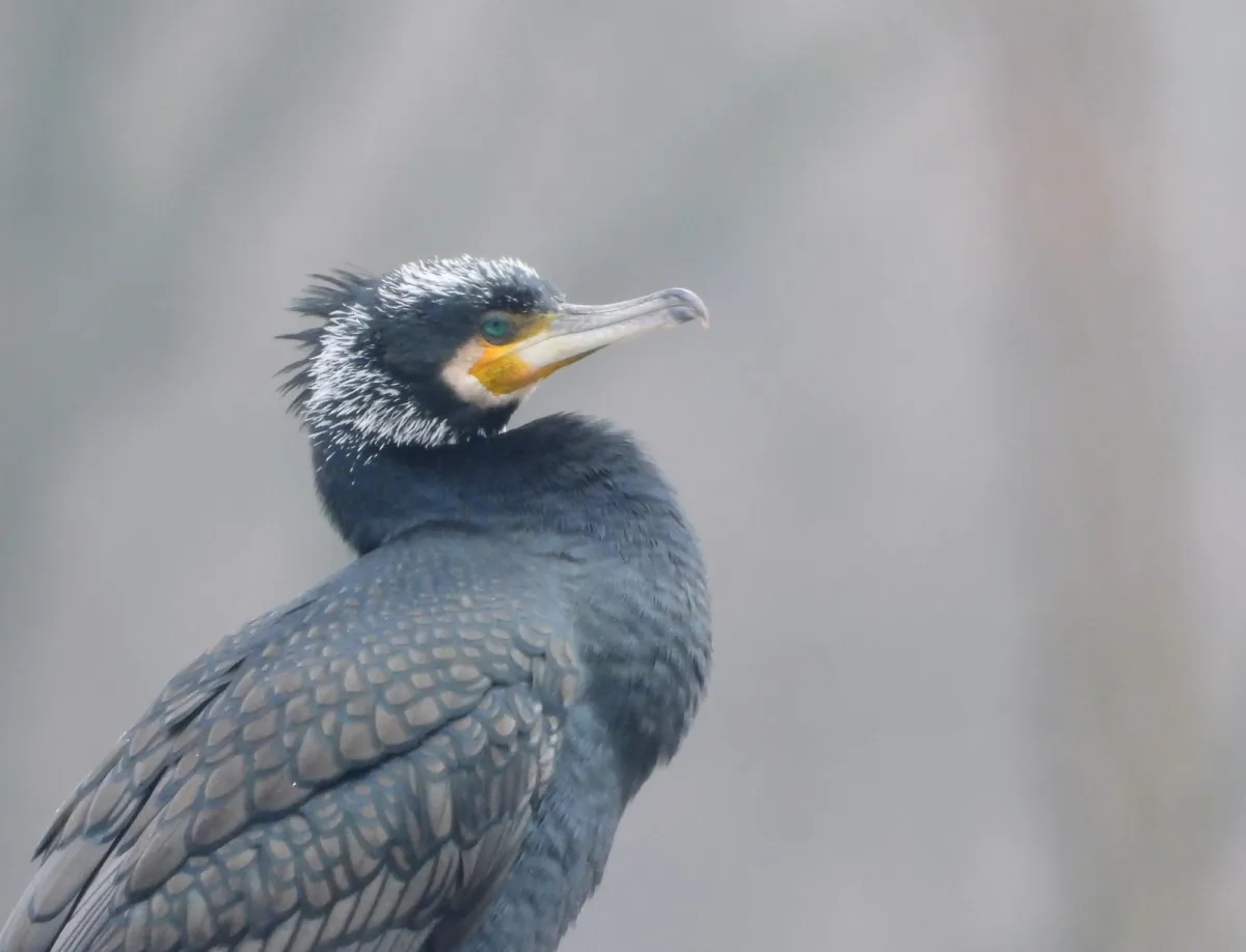 Gespotte Aalscholver