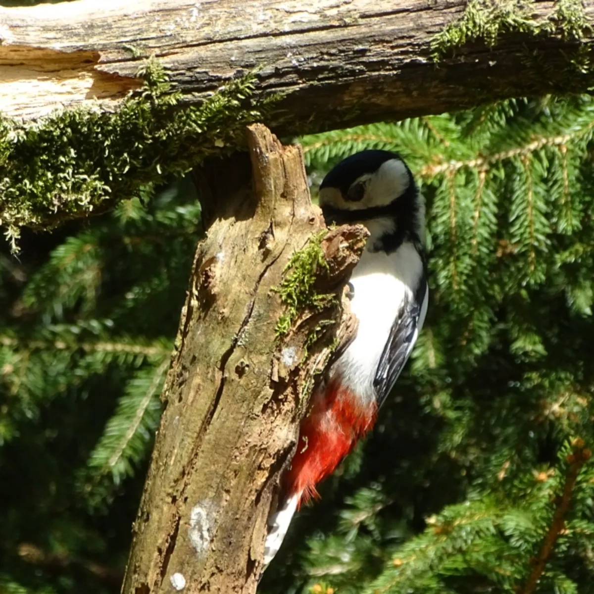 Spotted Great Spotted Woodpecker