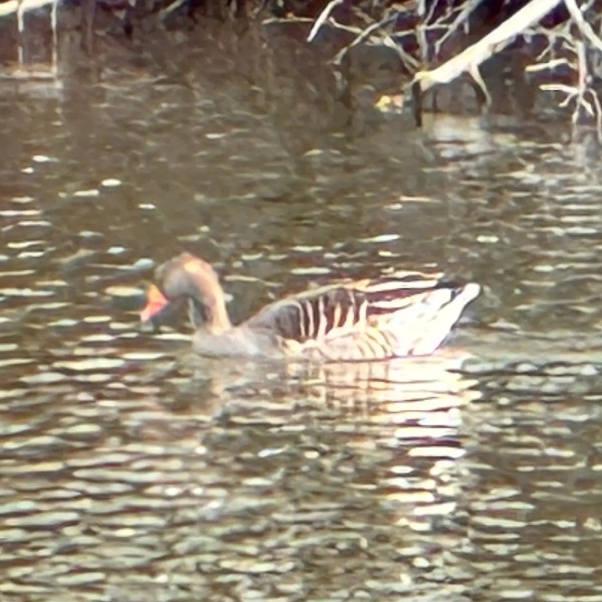 Gespotte Grauwe gans