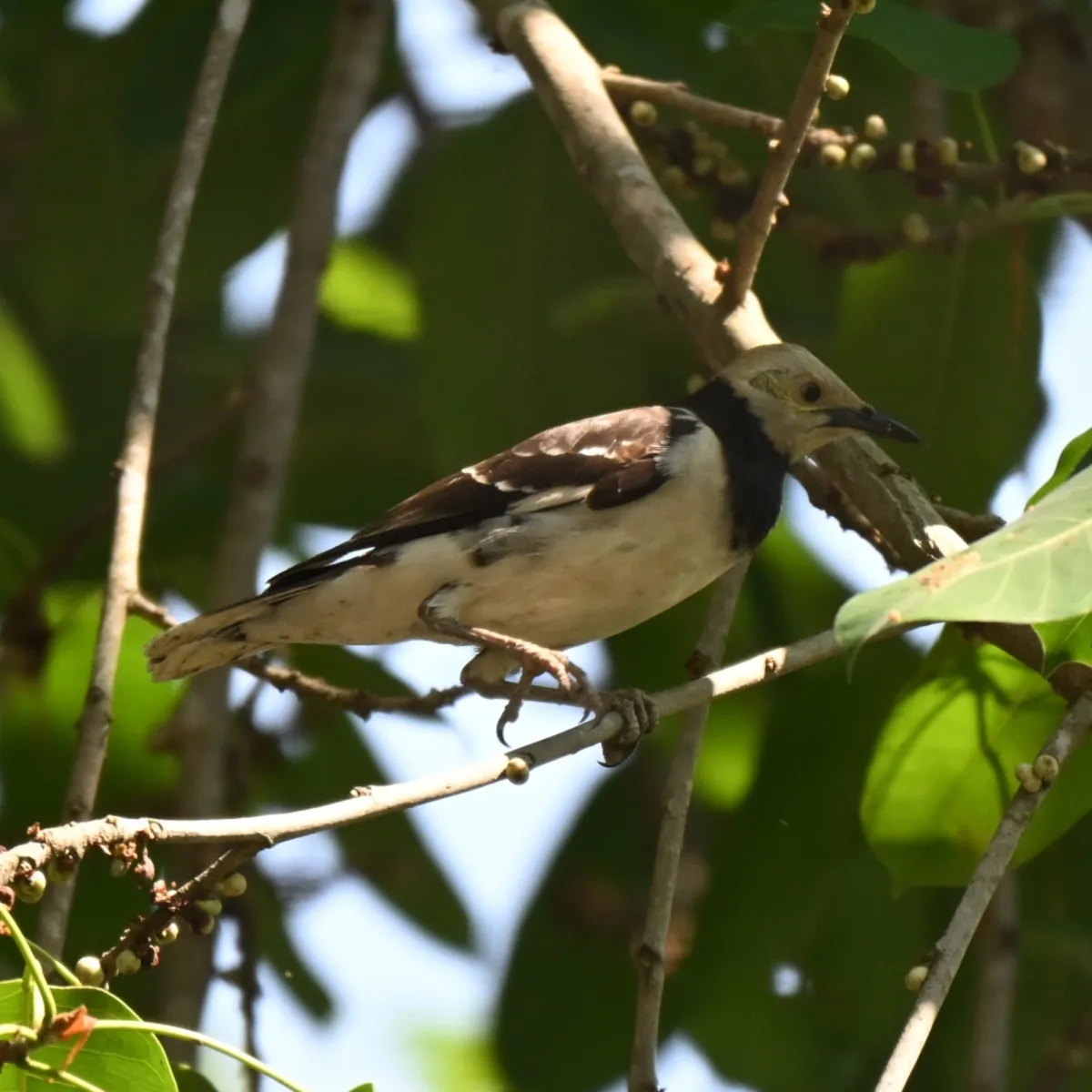 Spotted Black-collared Starling