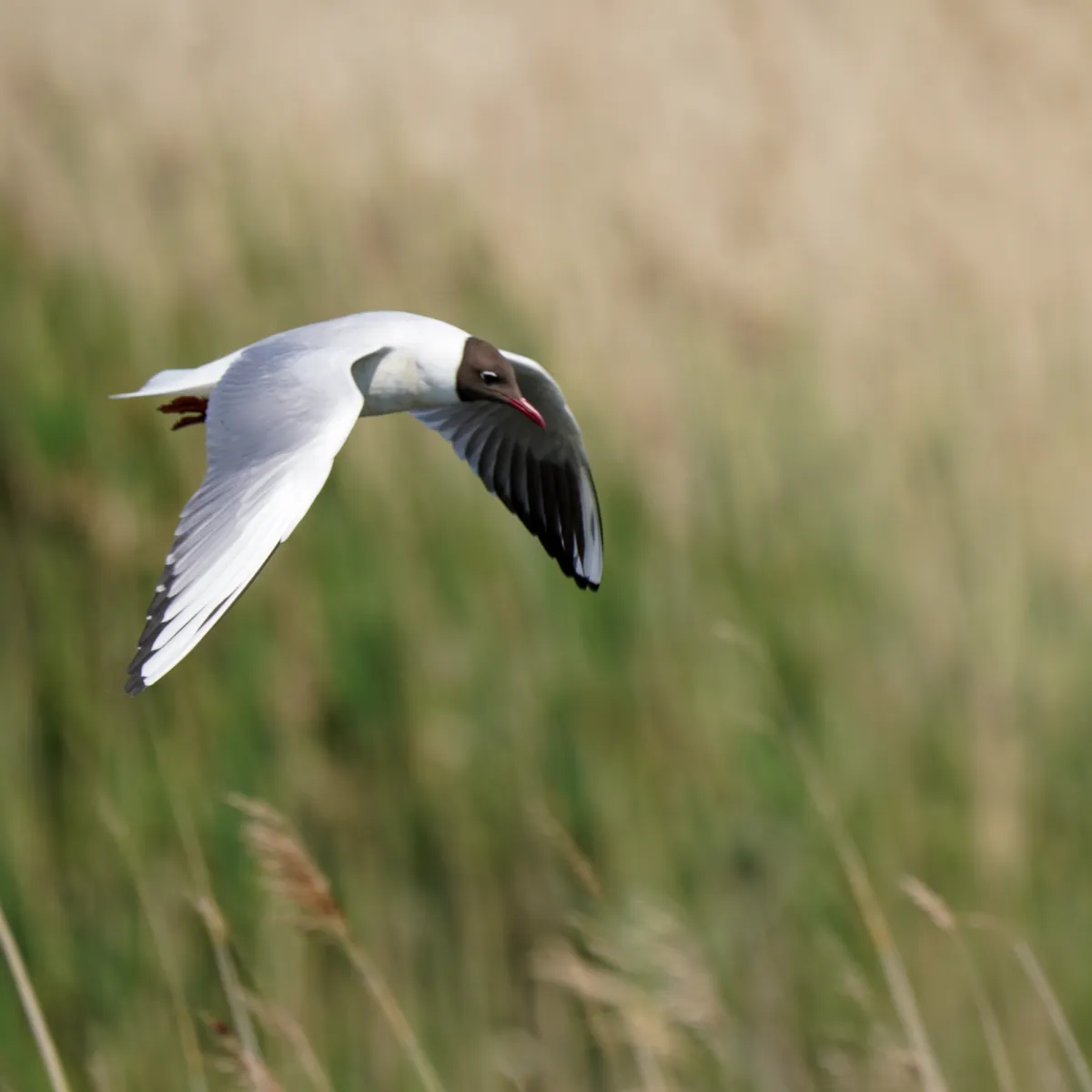 Spotted Black-headed Gull