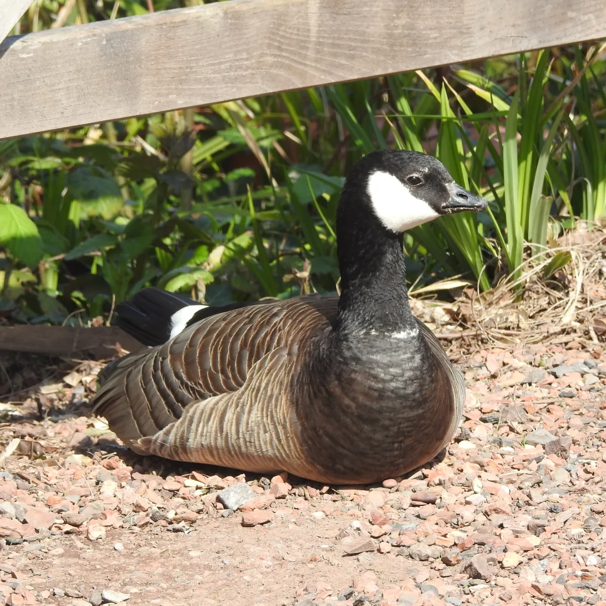 Gespotte Kleine Canadese gans