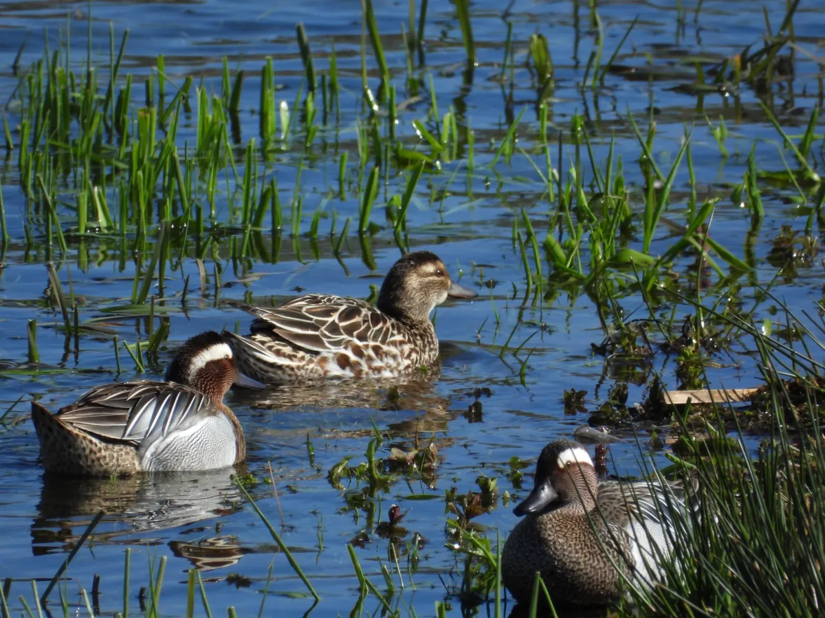 Gespotte Zomertaling