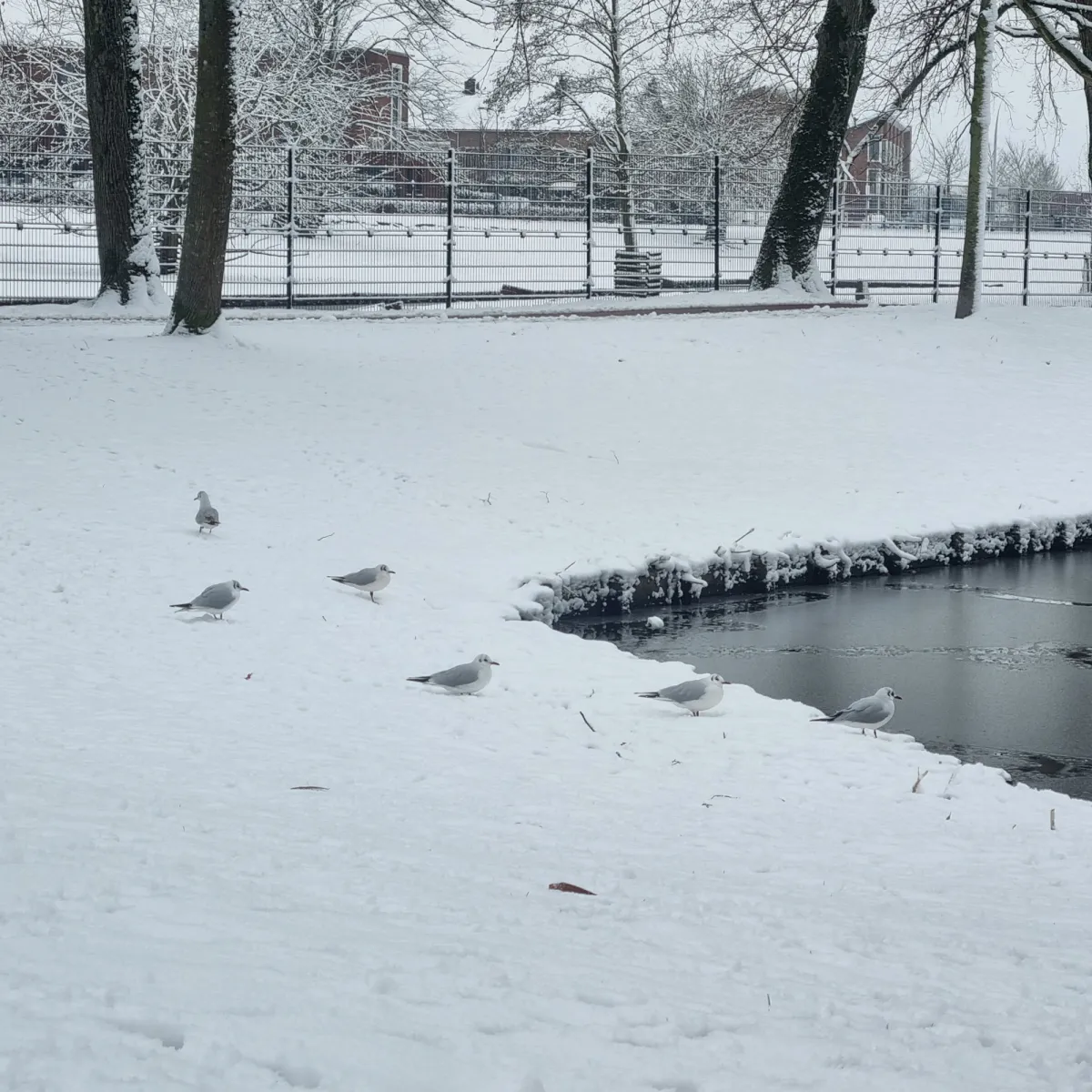 Spotted Black-headed Gull