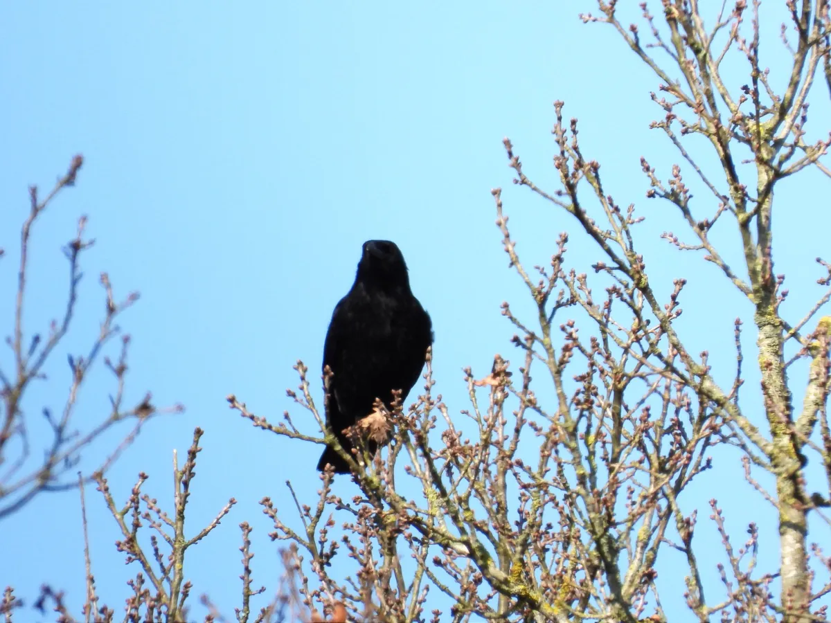 Gespotte Zwarte kraai