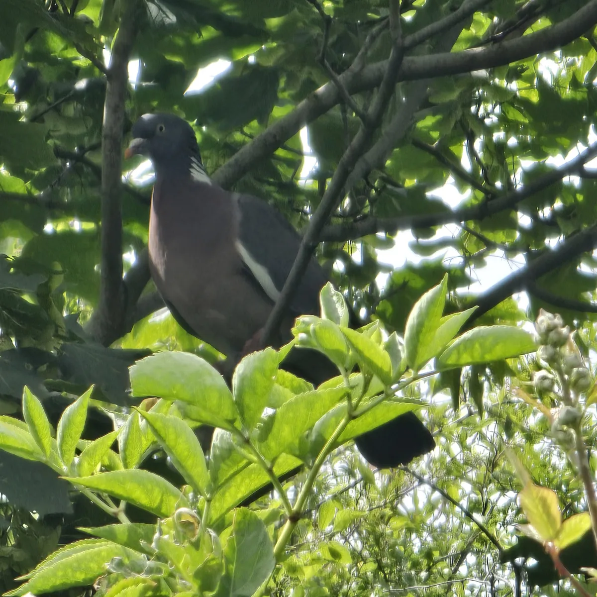 Spotted Common Wood-Pigeon