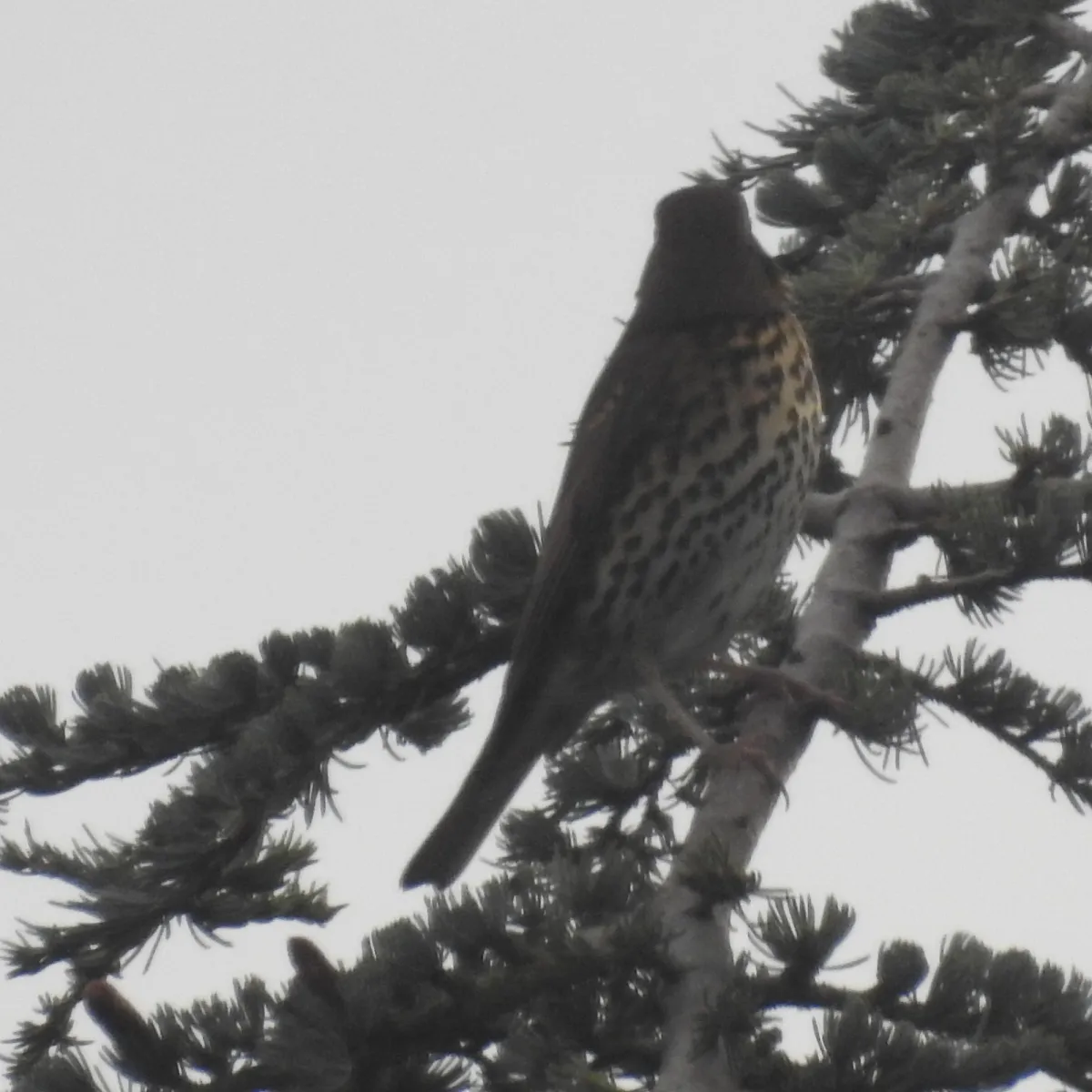 Spotted Song Thrush