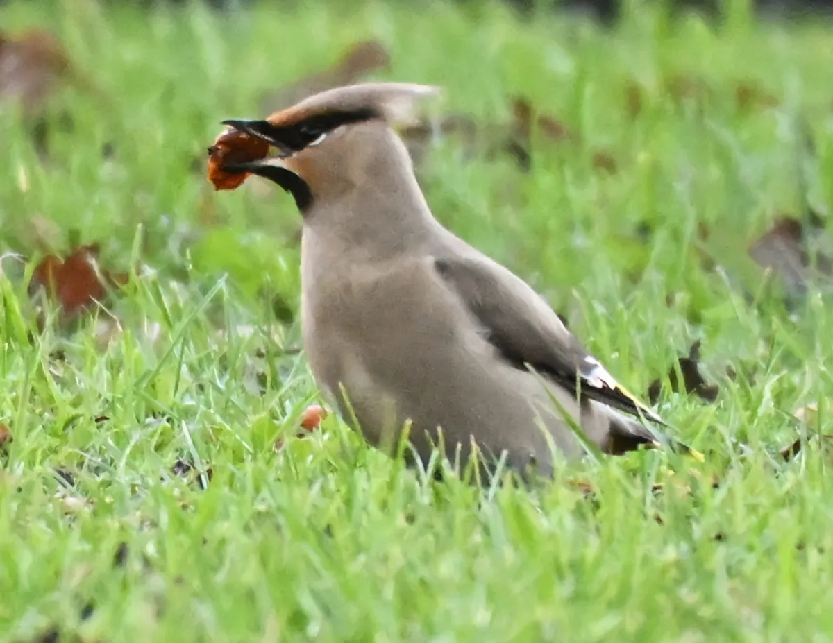 Waargenomen Pestvogel