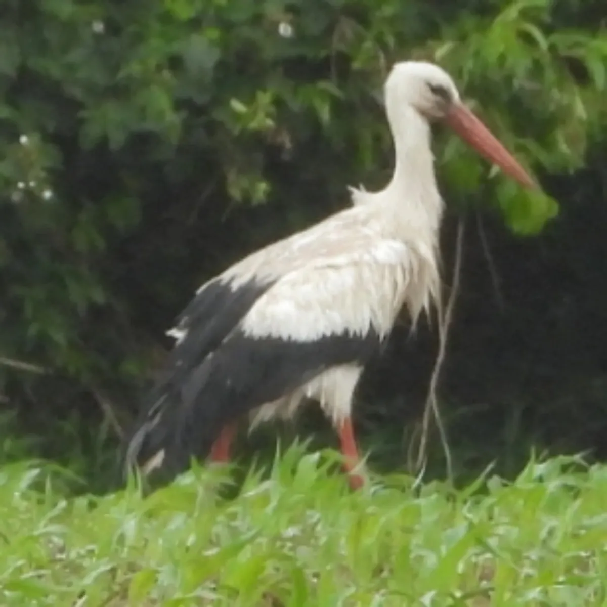 Spotted White Stork