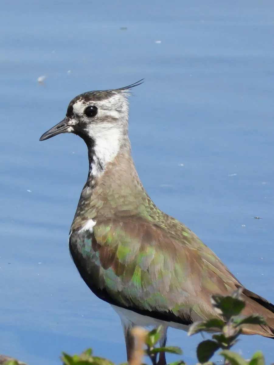 Spotted Northern Lapwing