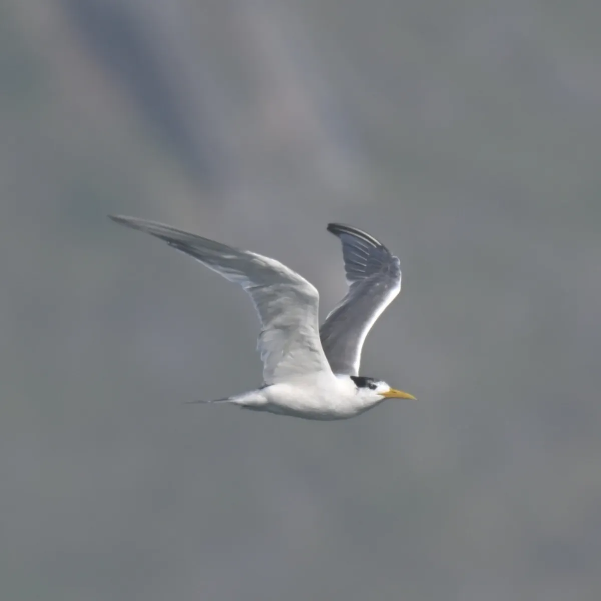 Spotted Great Crested Tern