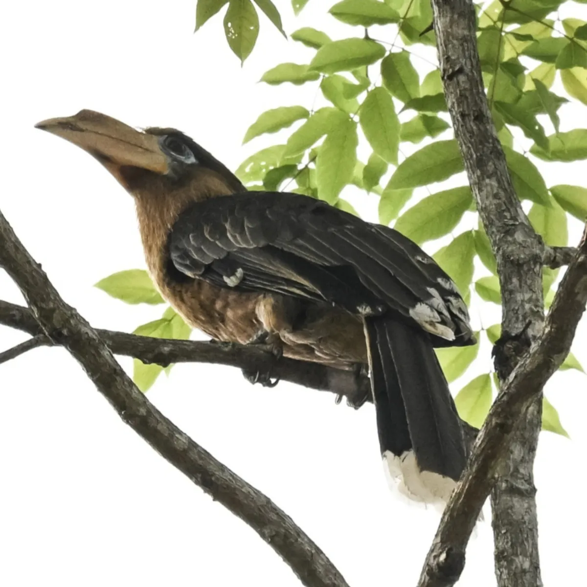 Gespotte Tenasserimneushoornvogel