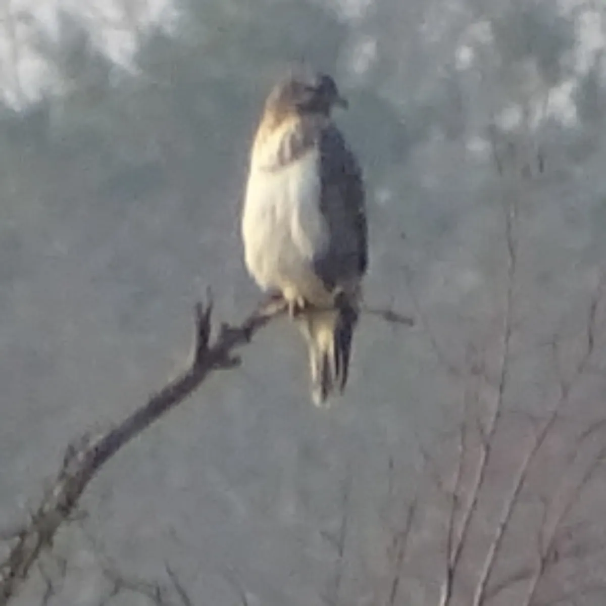 Spotted Common Buzzard