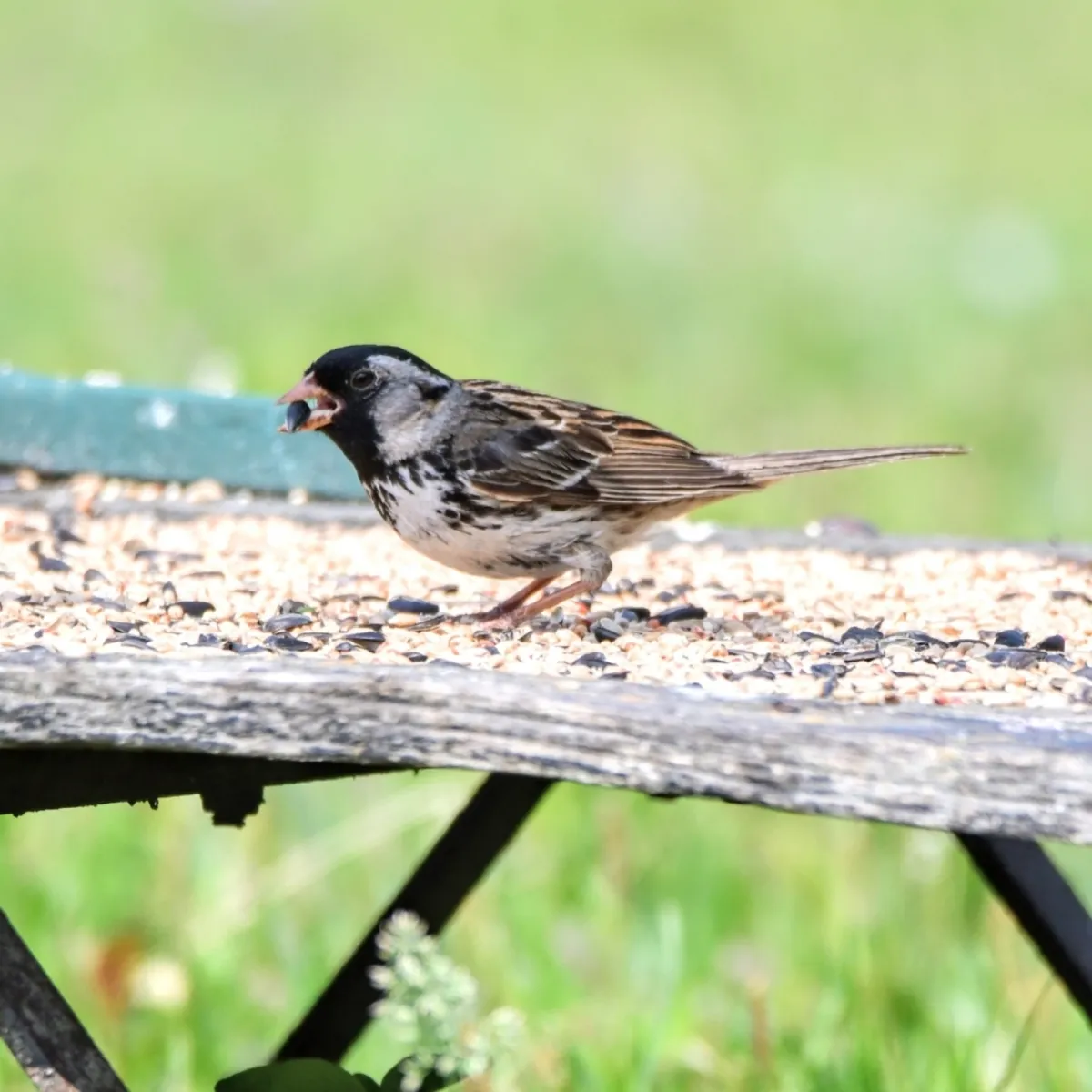 Spotted Harris's Sparrow