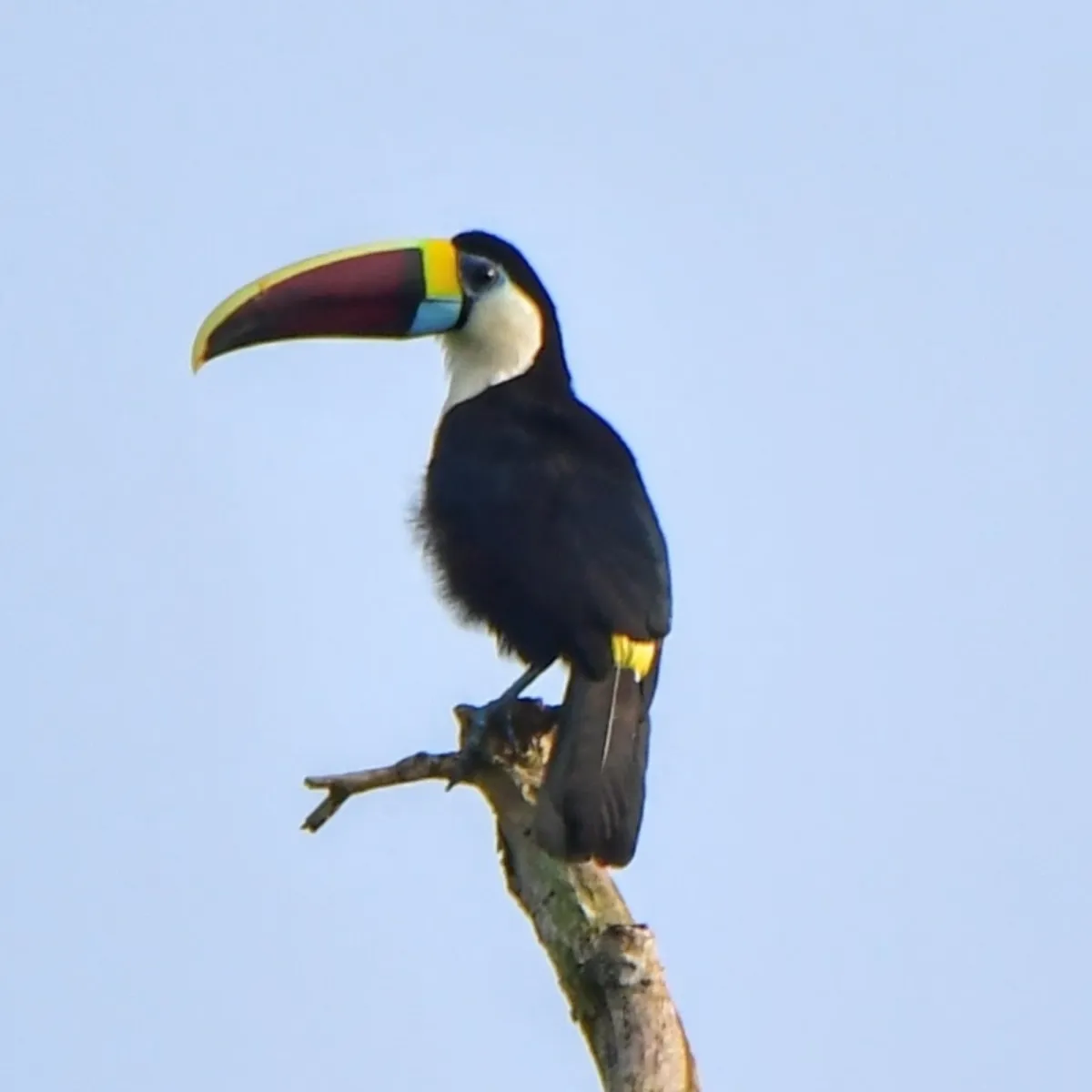 Spotted White-throated Toucan