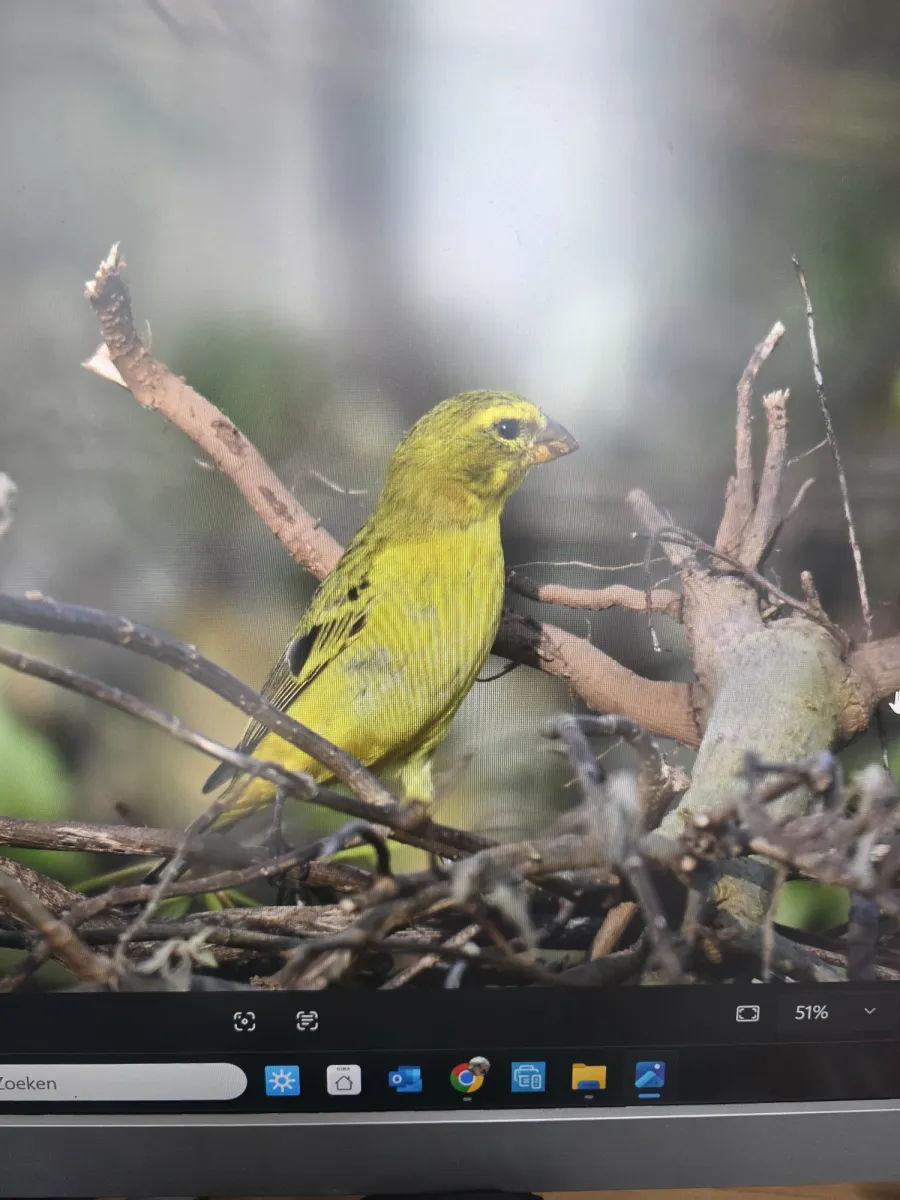 Spotted Brimstone Canary