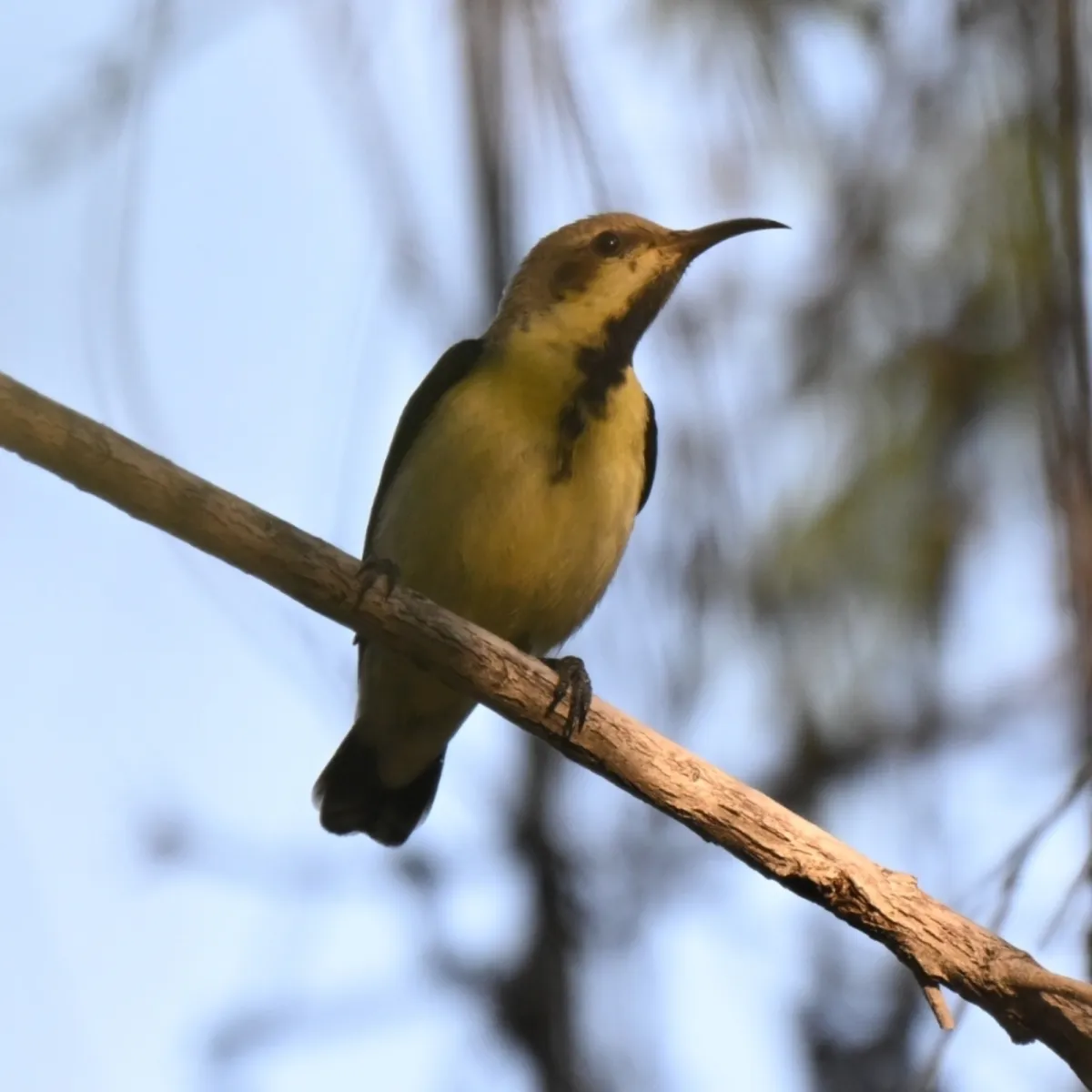 Spotted Purple Sunbird