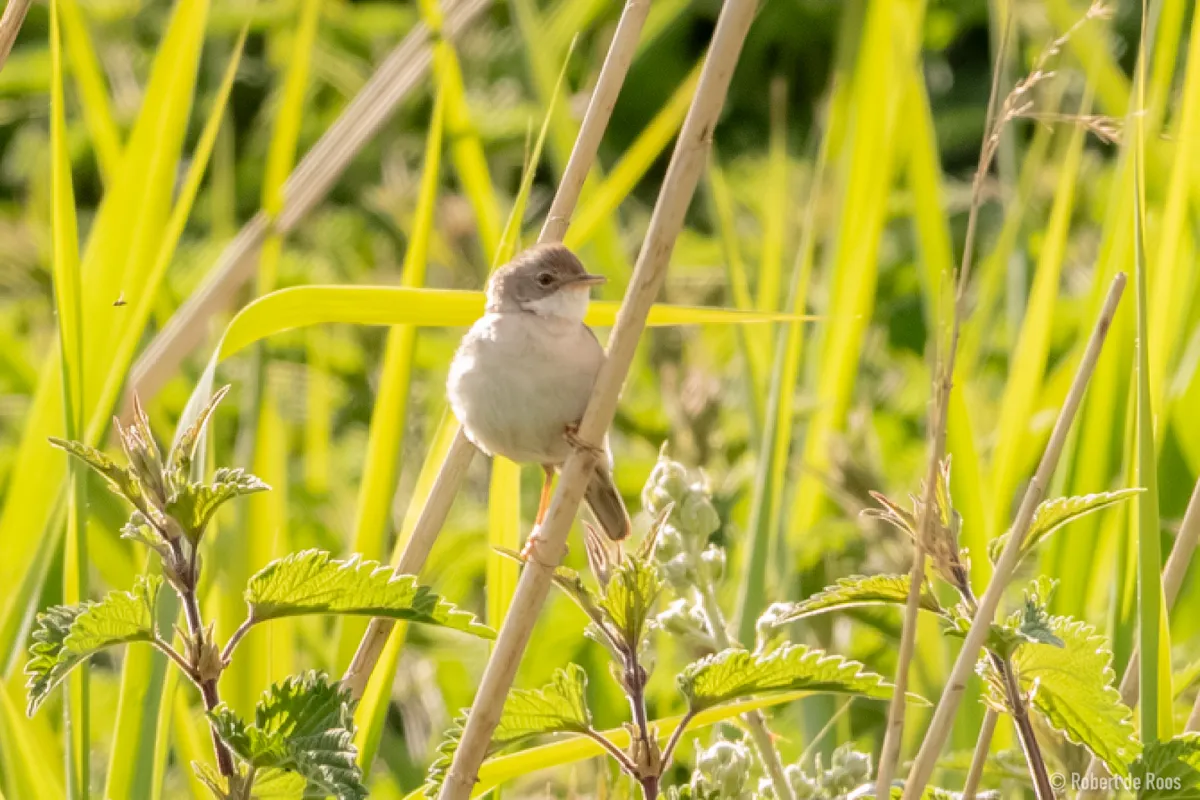 Spotted Greater Whitethroat
