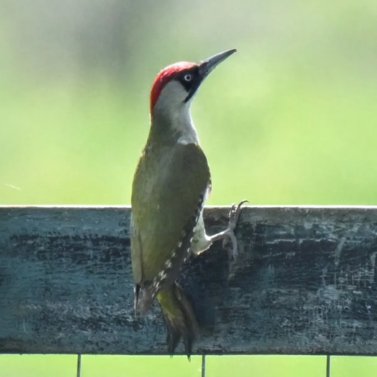 Spotted Eurasian Green Woodpecker