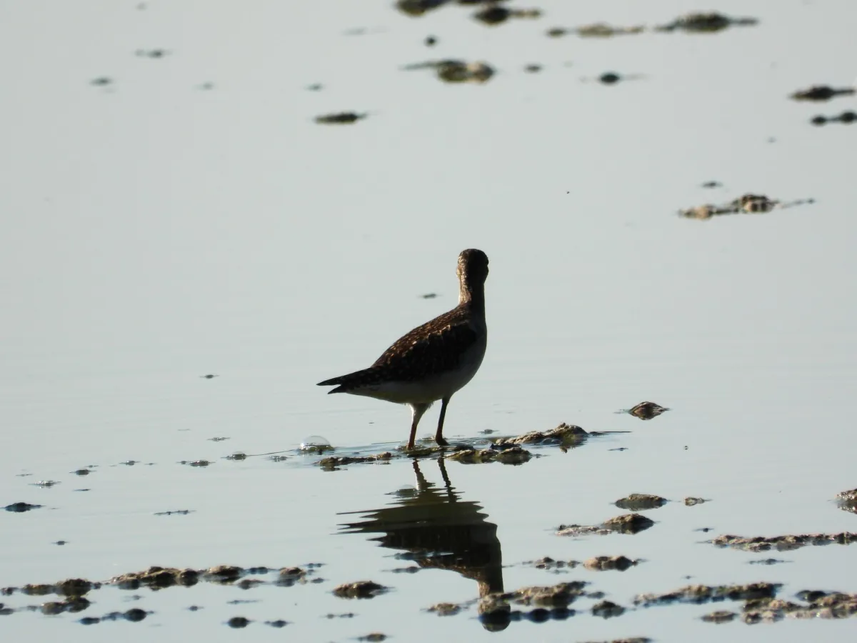 Spotted Wood Sandpiper