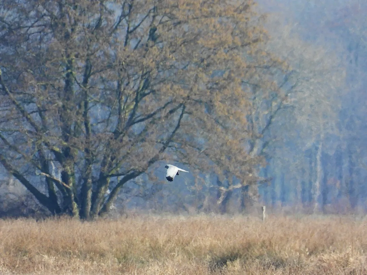 Gespotte Blauwe kiekendief