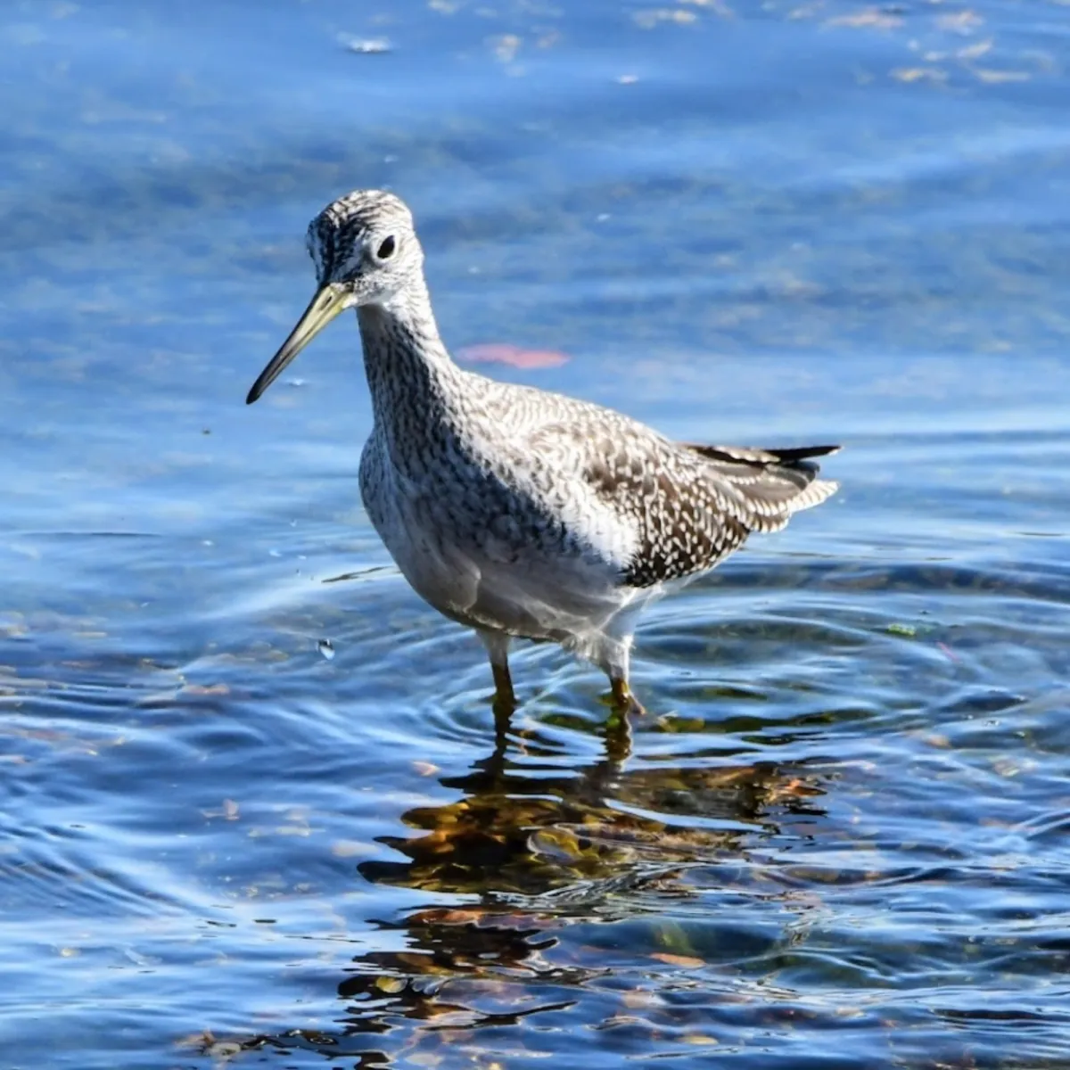 Gespotte Grote geelpootruiter