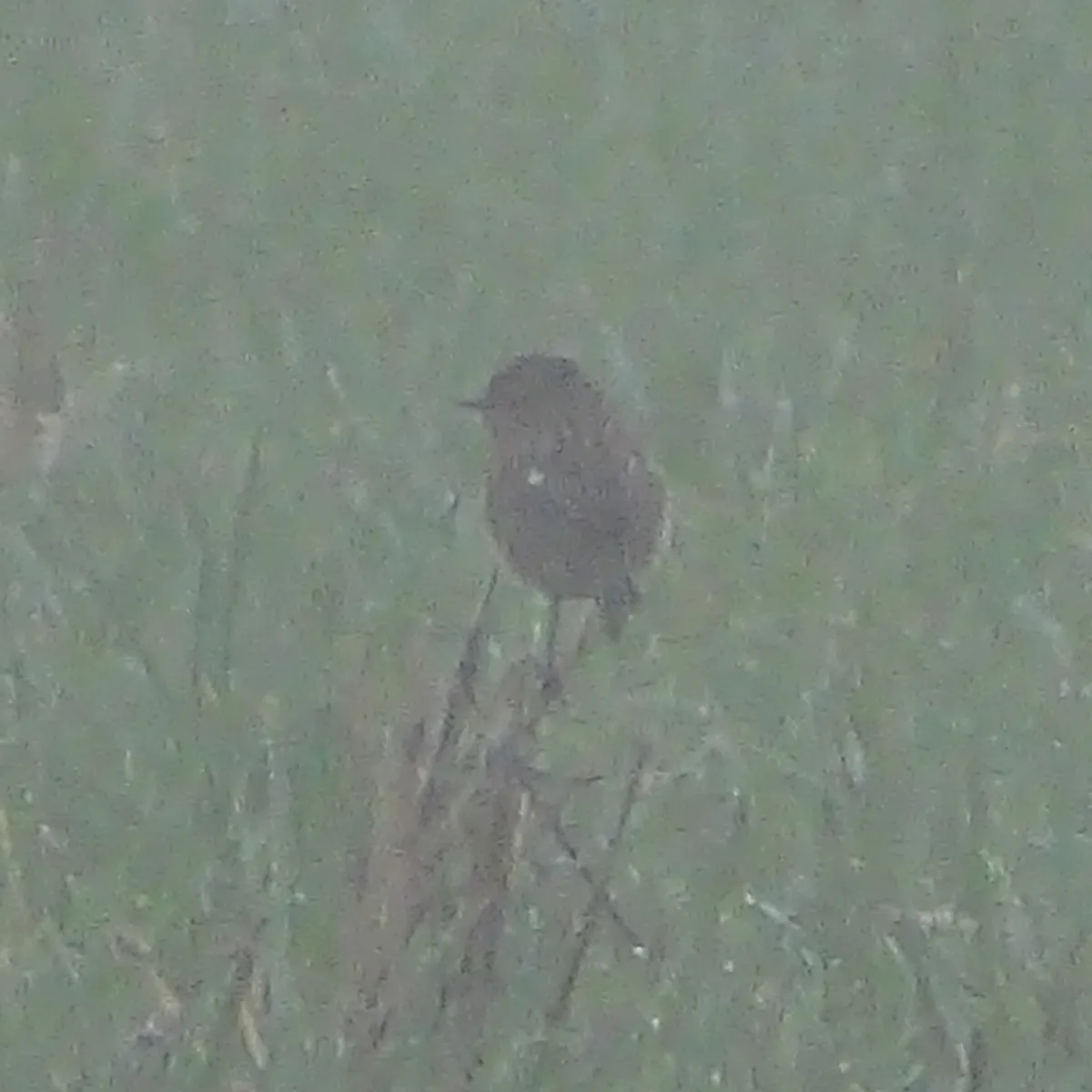 Spotted European Stonechat