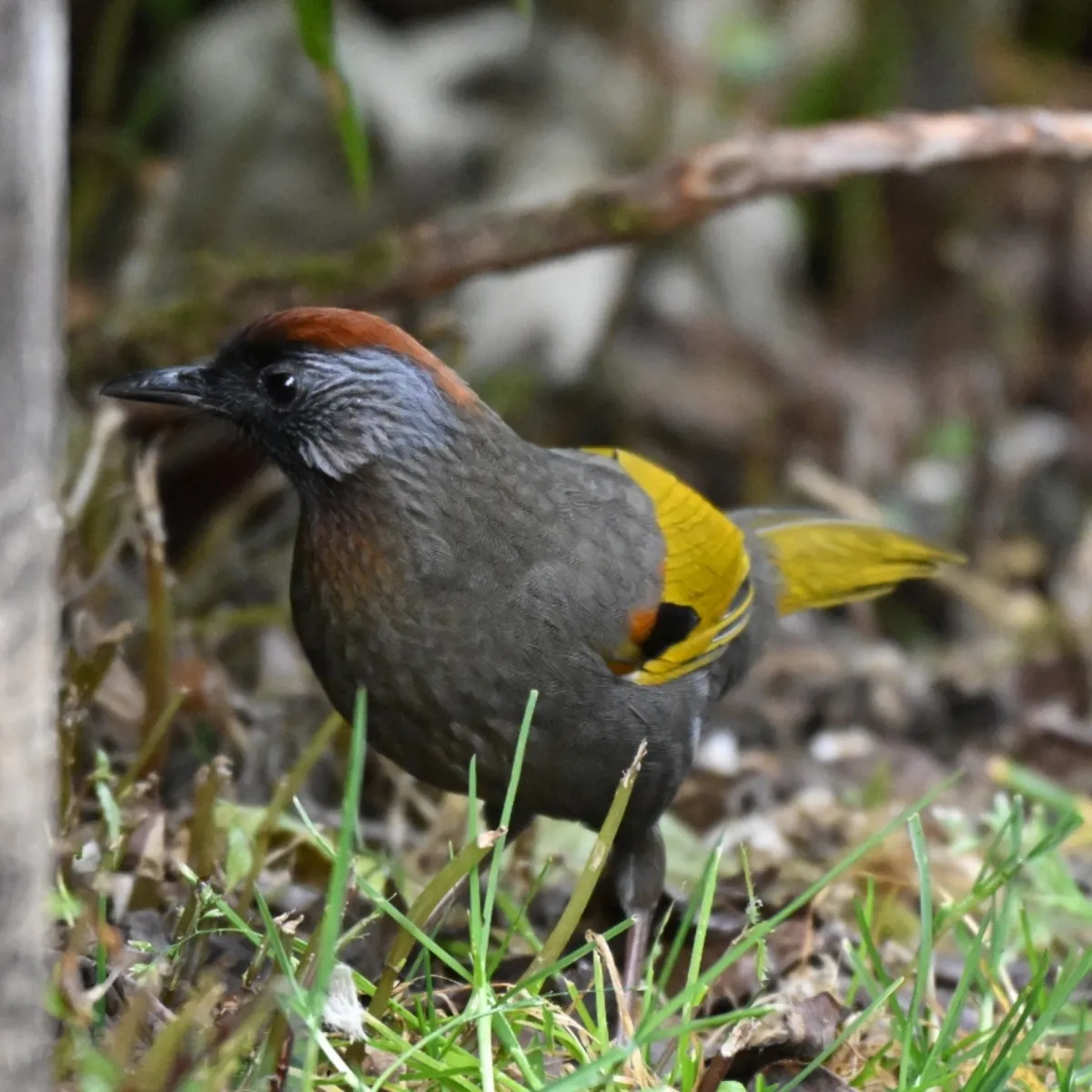 Spotted Silver-eared Laughingthrush