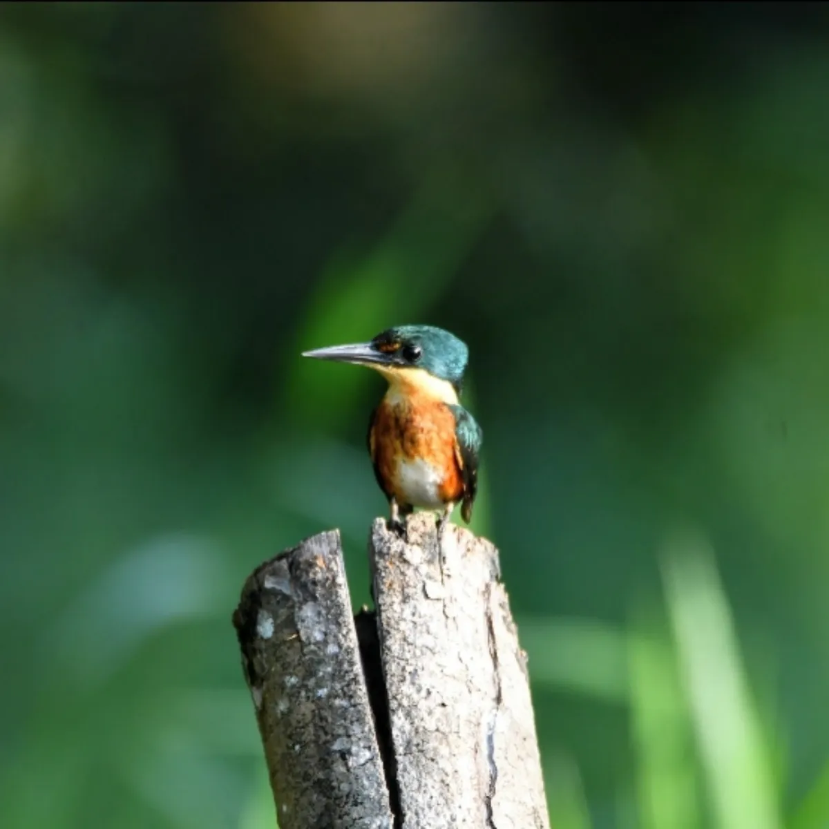 Gespotte Groene dwergijsvogel