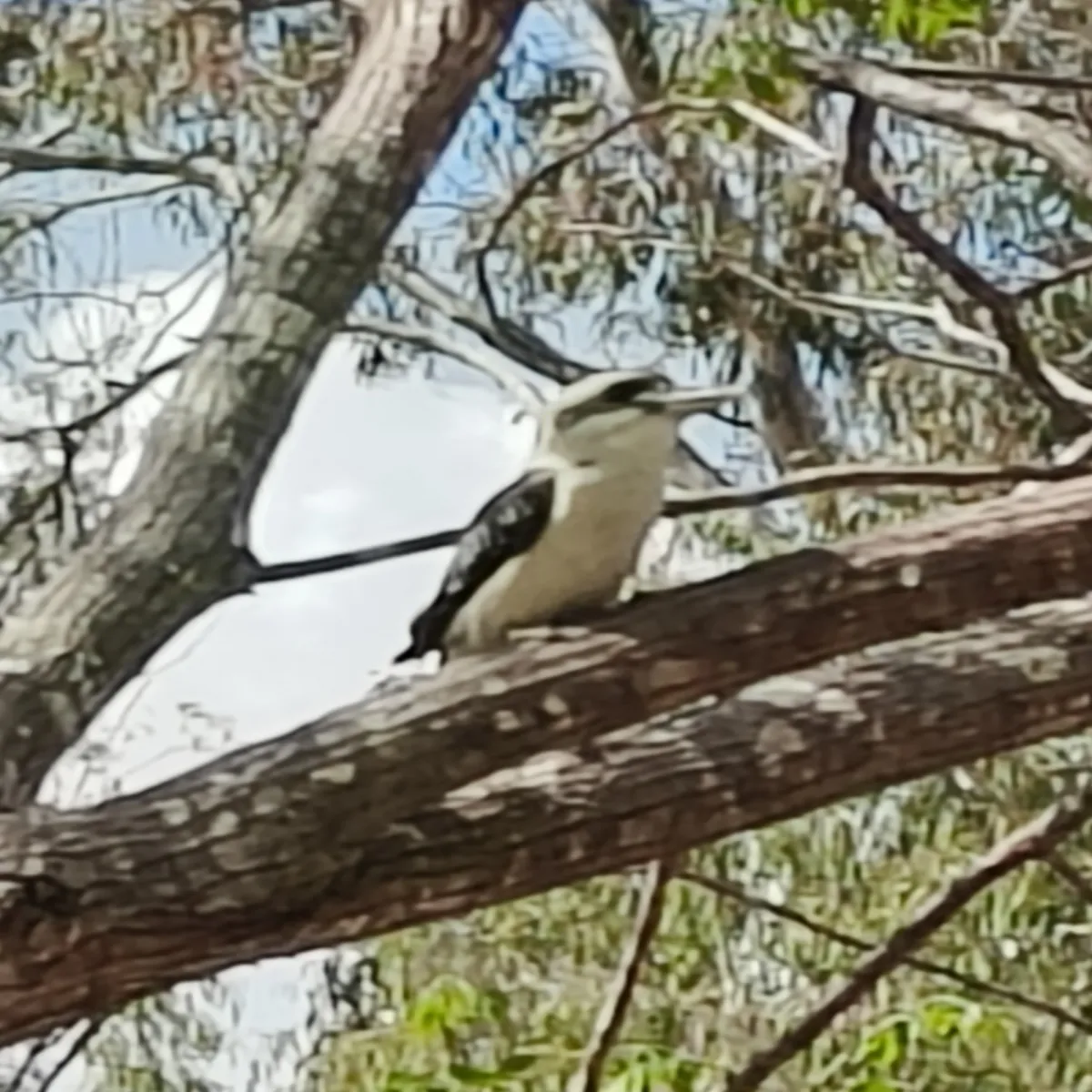 Spotted Laughing Kookaburra