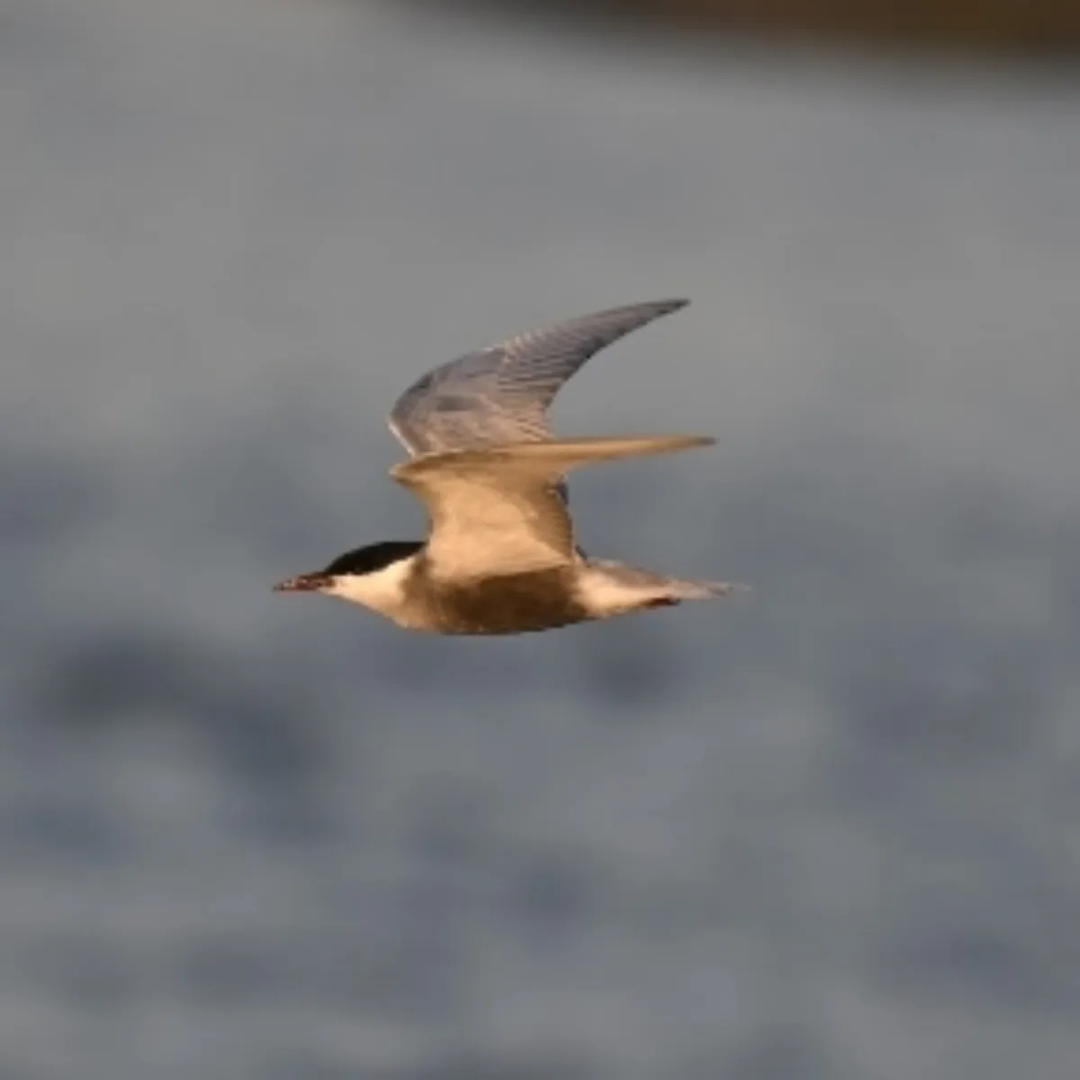 Spotted Whiskered Tern