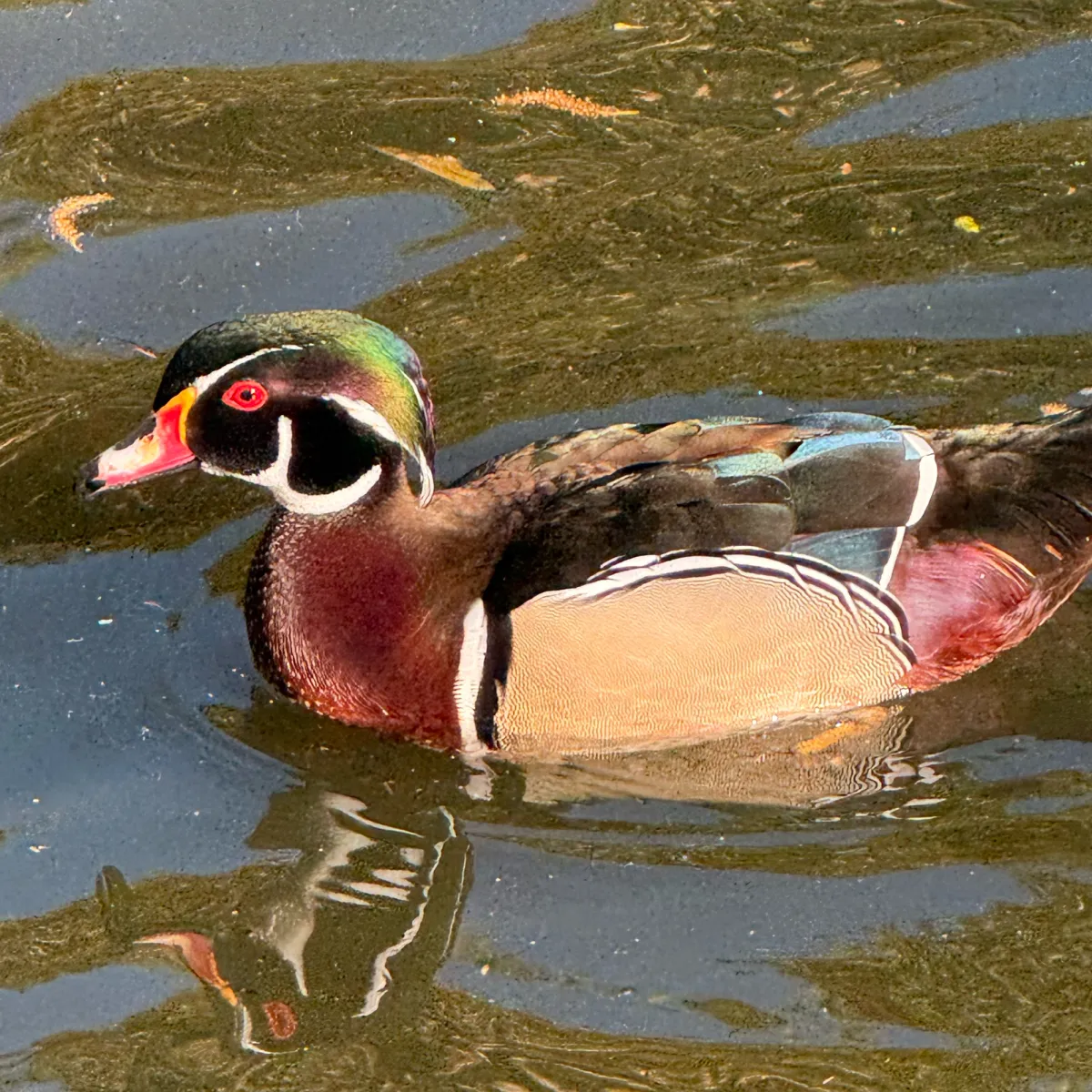 Spotted Wood Duck