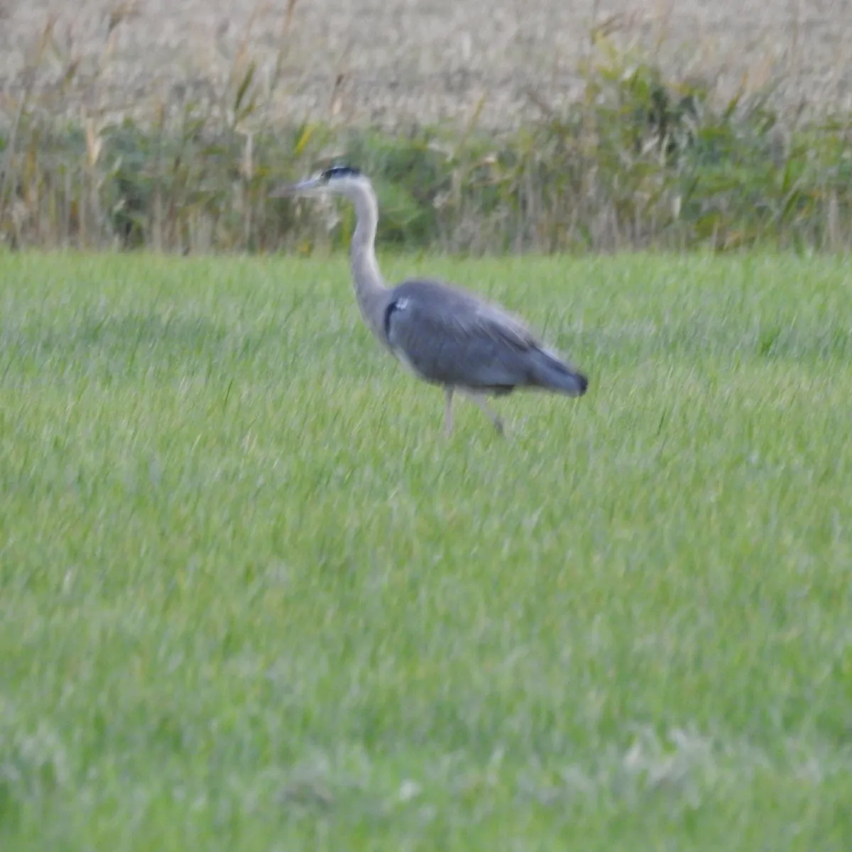 Waargenomen Blauwe reiger