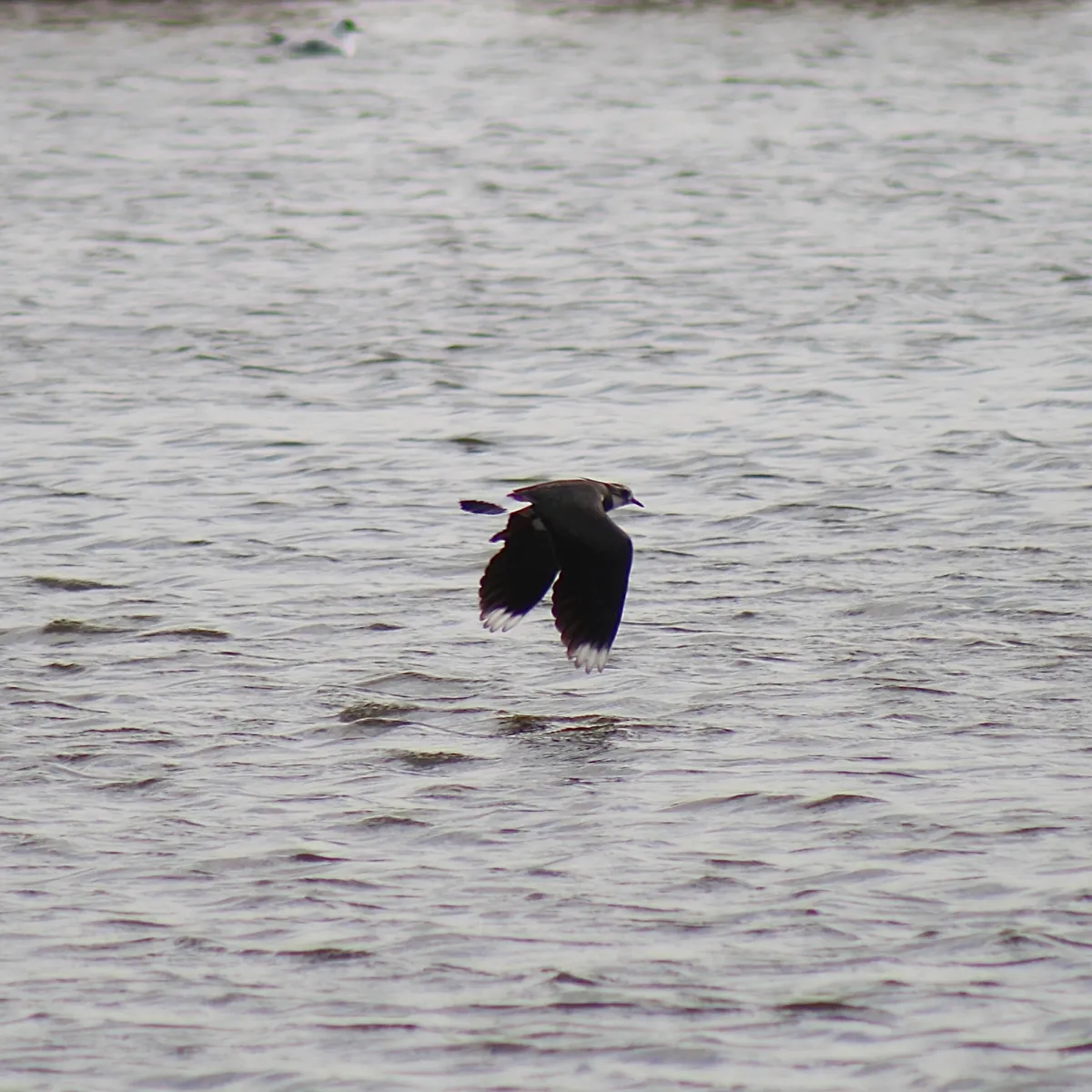 Spotted Northern Lapwing
