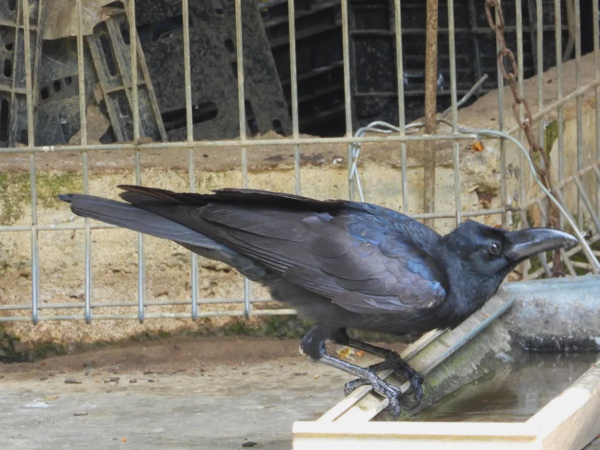 Gespotte Dikbekkraai