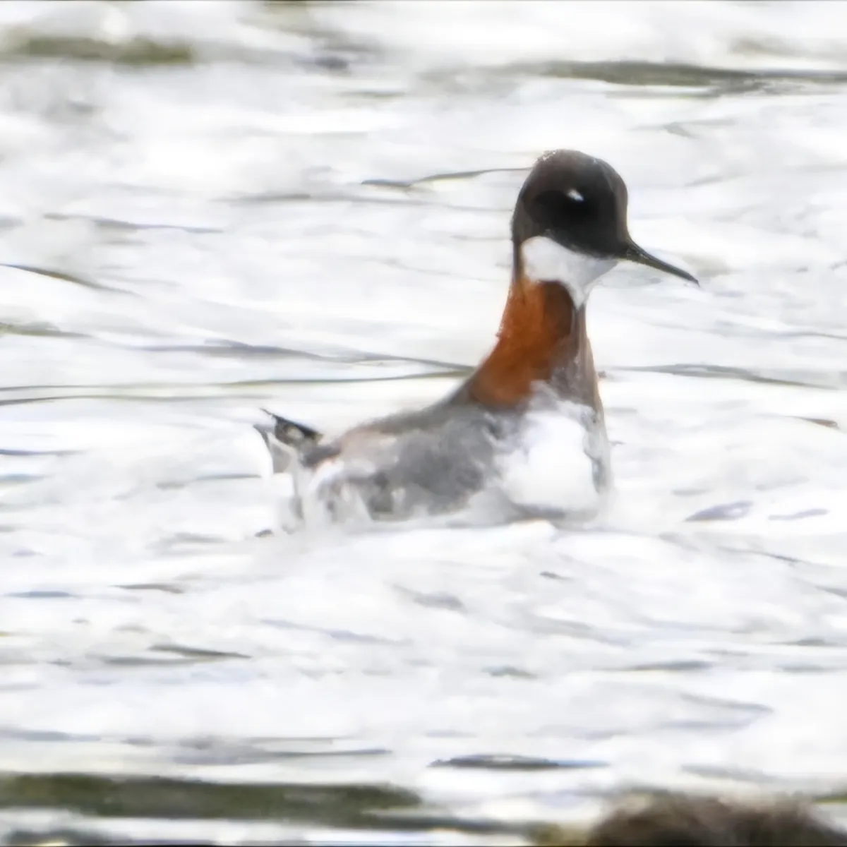 Spotted Red-necked Phalarope
