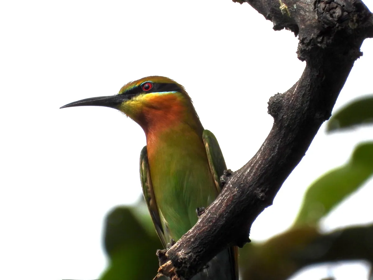Gespotte Blauwstaartbijeneter
