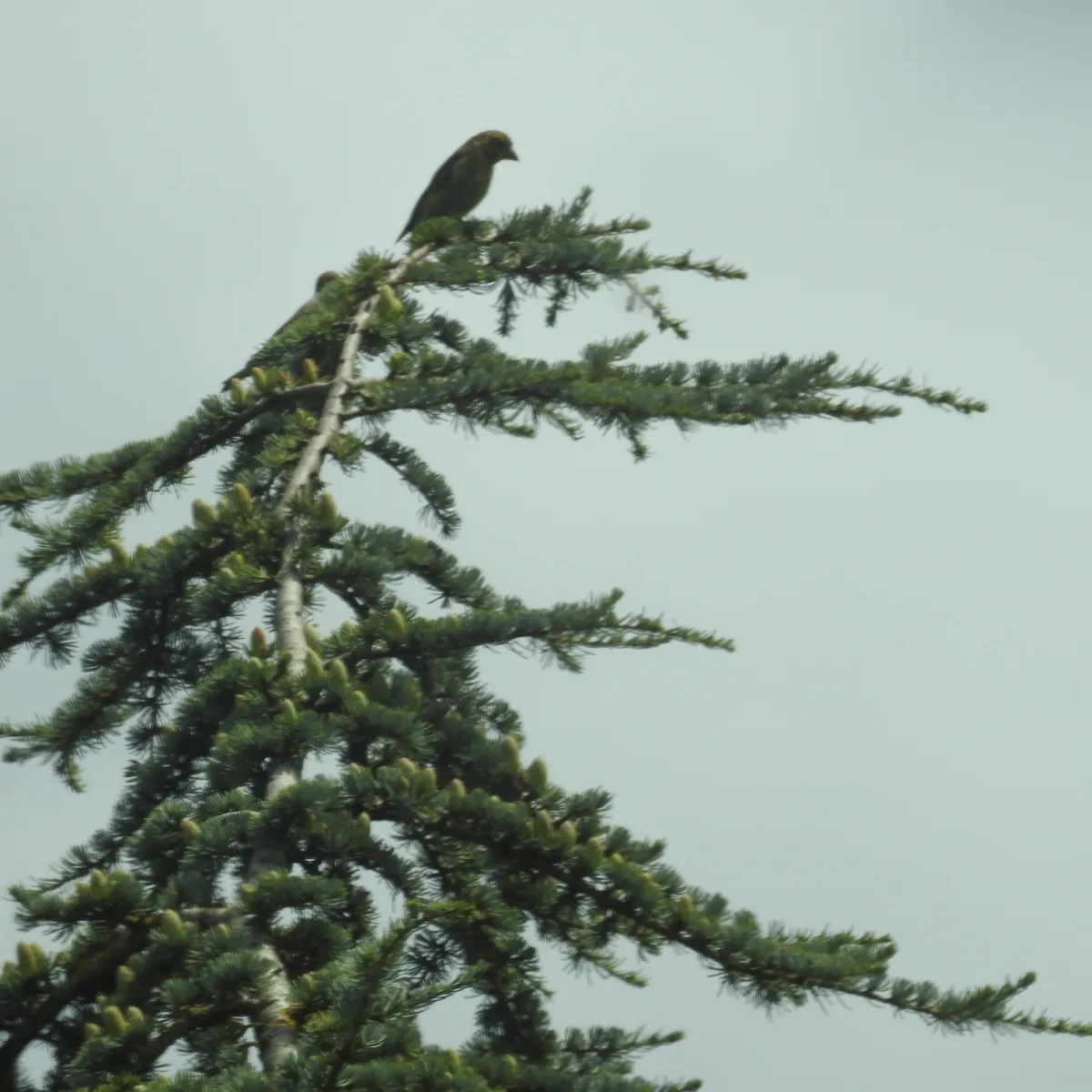 Spotted European Greenfinch