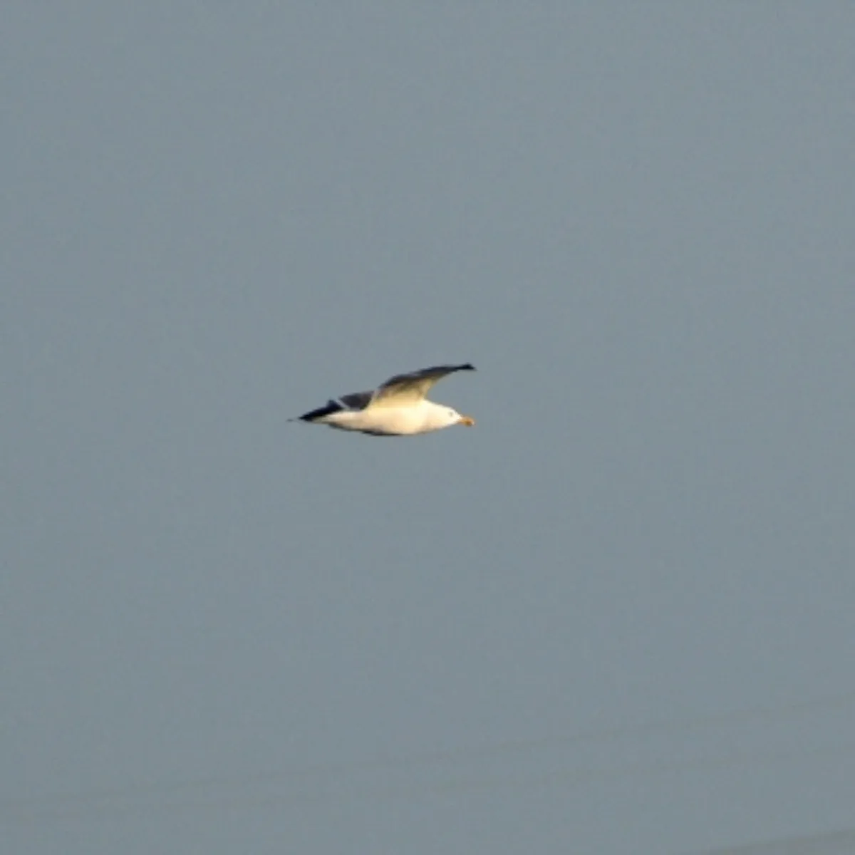 Gespotte Kleine mantelmeeuw