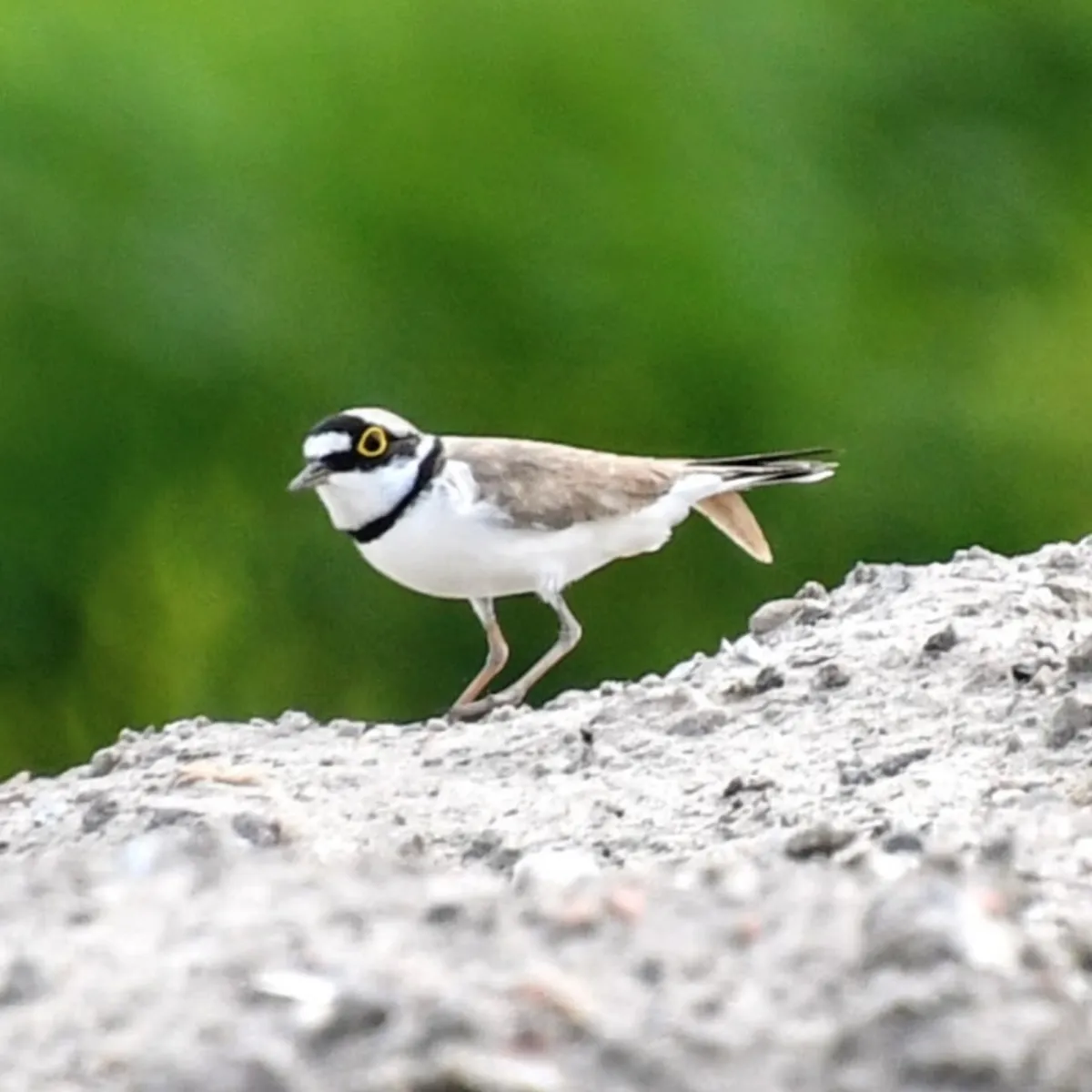 Spotted Little Ringed Plover