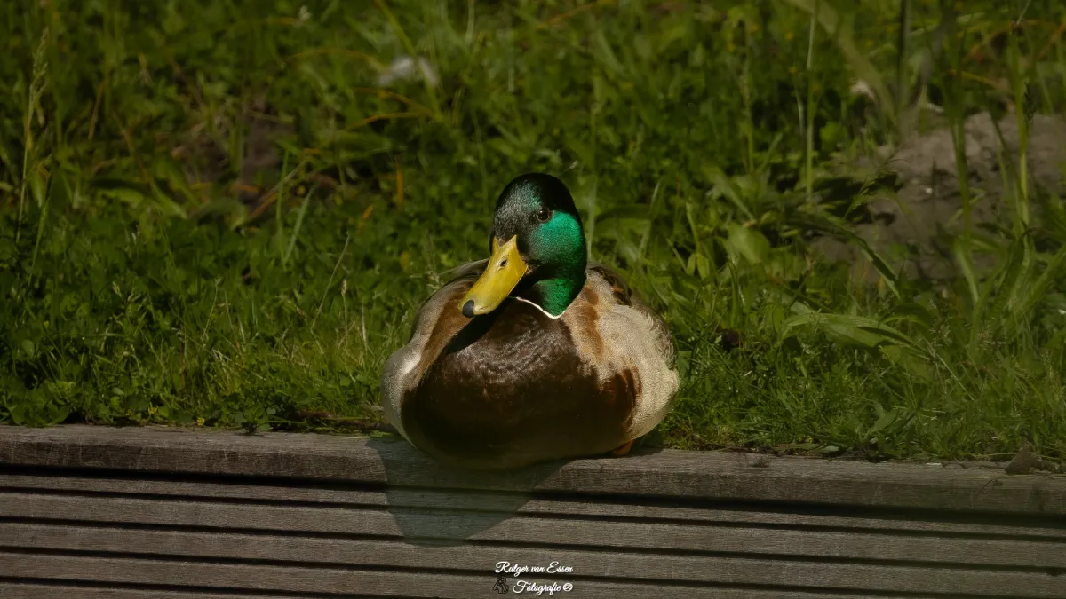 Waargenomen Wilde eend